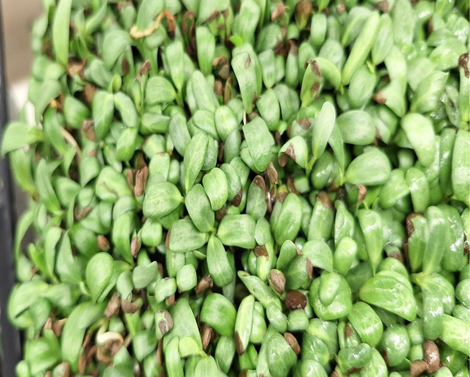 Micro Fenugreek