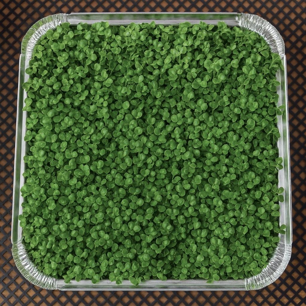 Micro Broccoli