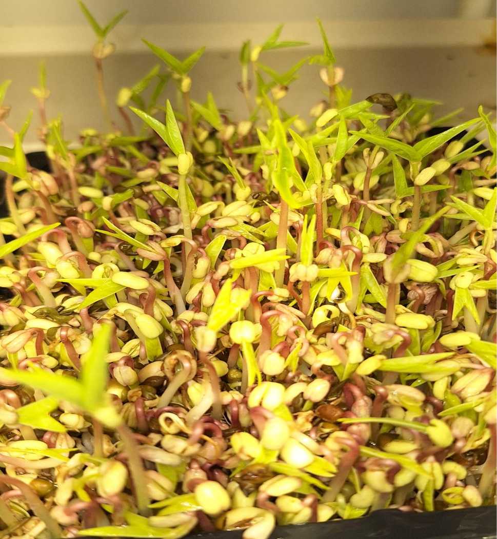 Micro Mung Beans