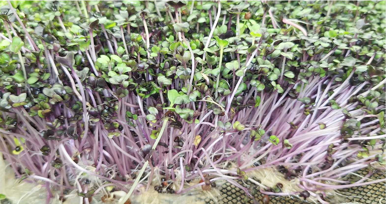 Micro Radish china rose