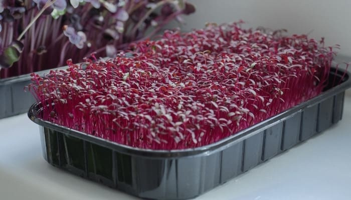Amaranth