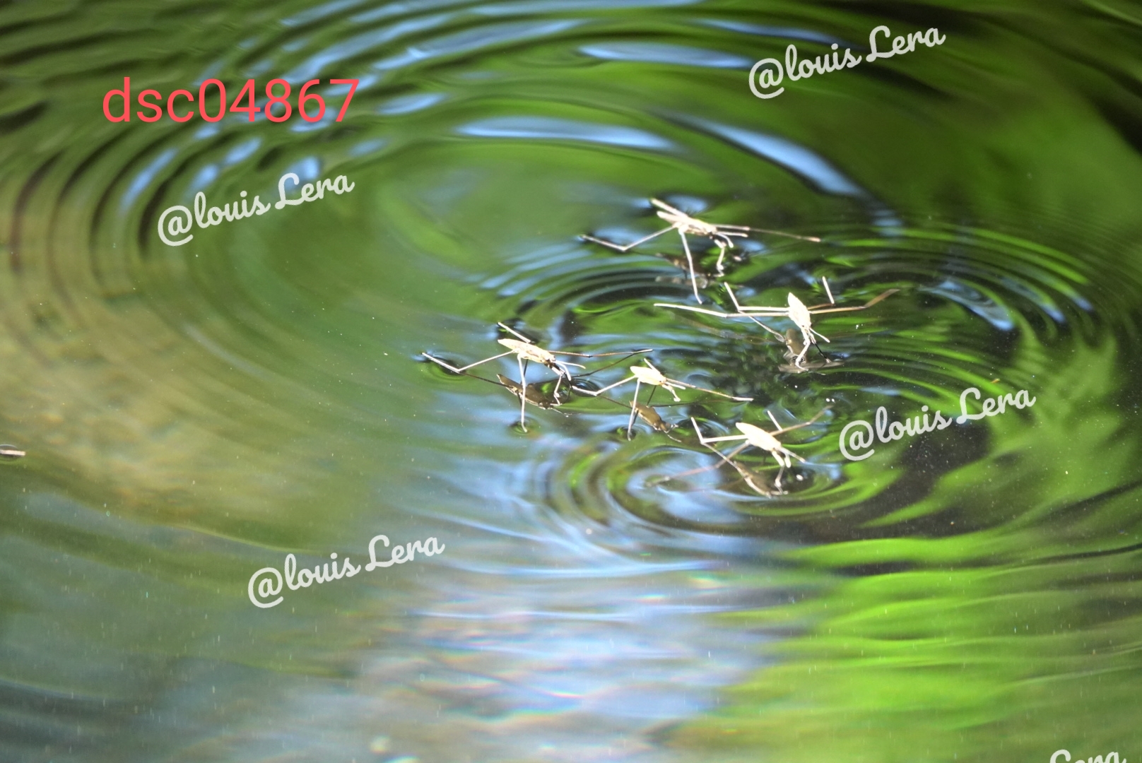 Araignées d'eau figées au soleil