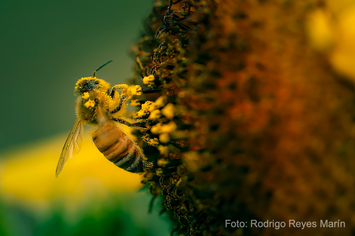 Japanese bee
