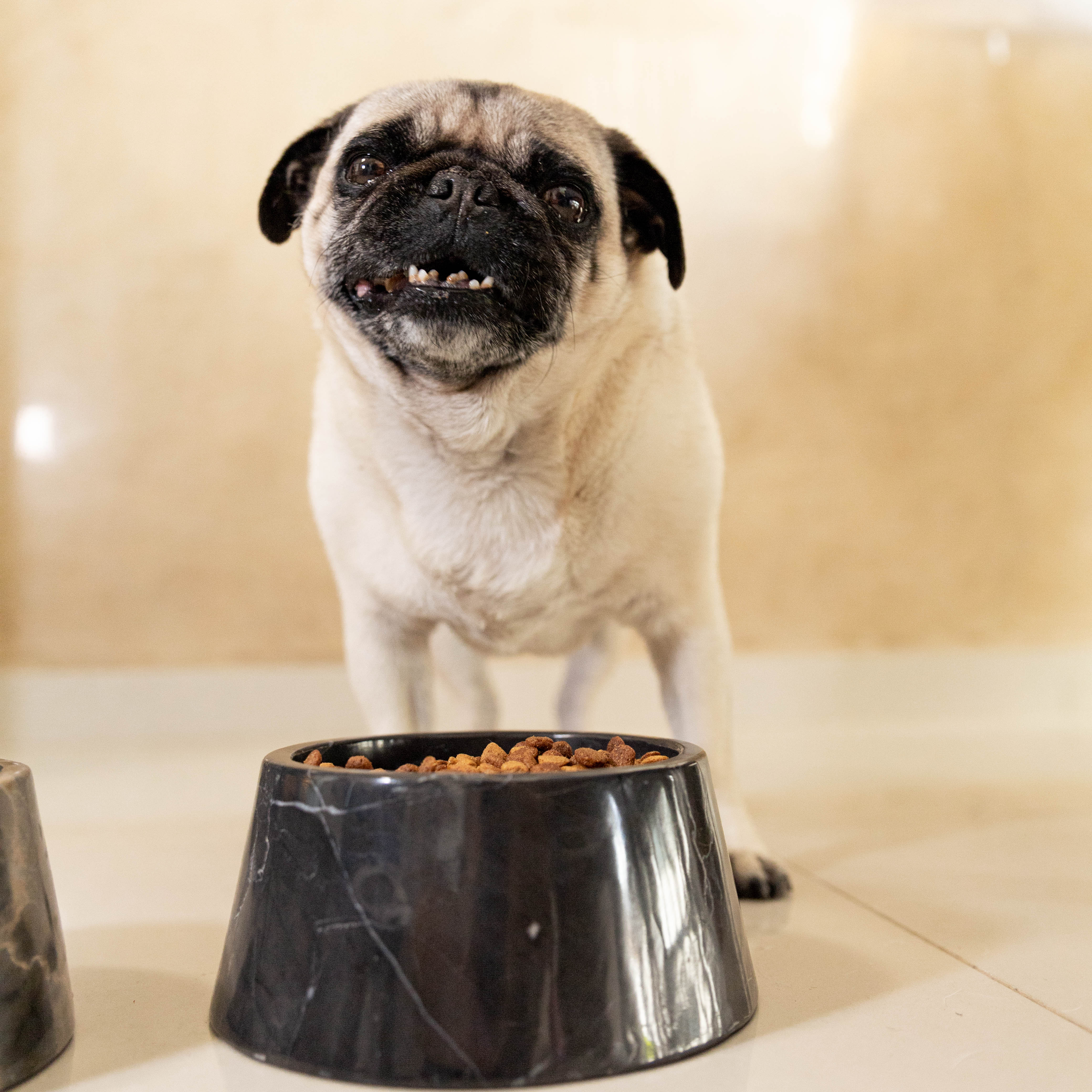 Itzcuintli Bowl Medium