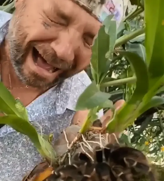 Animais Peçonhentos e Venenosos