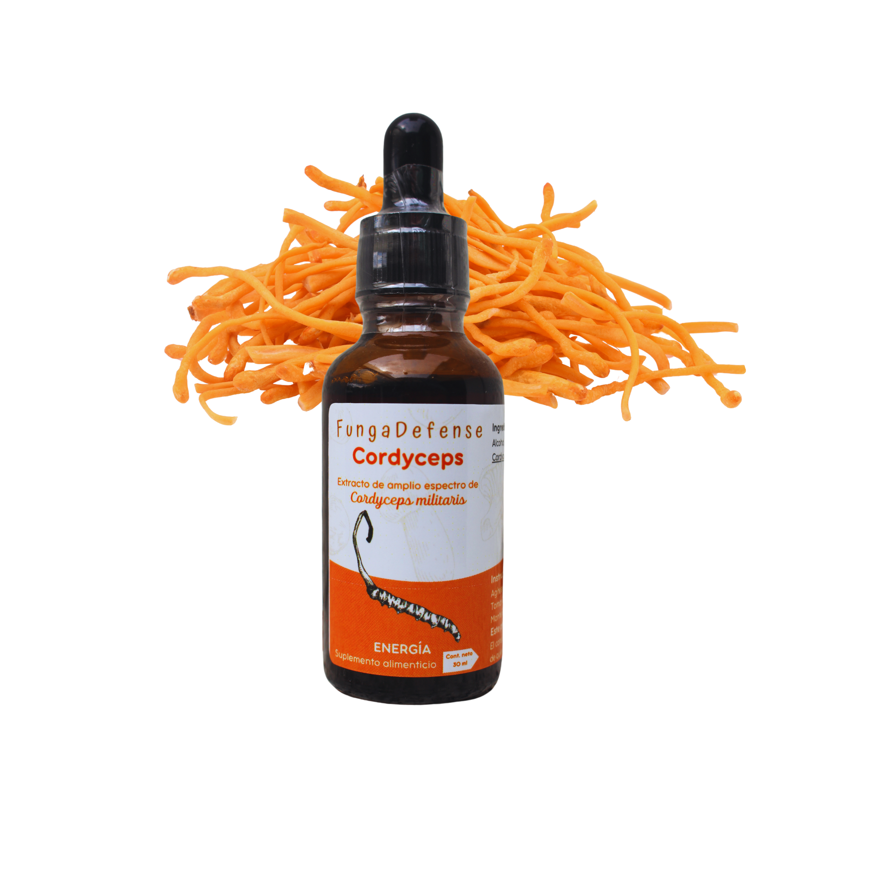 Cordyceps