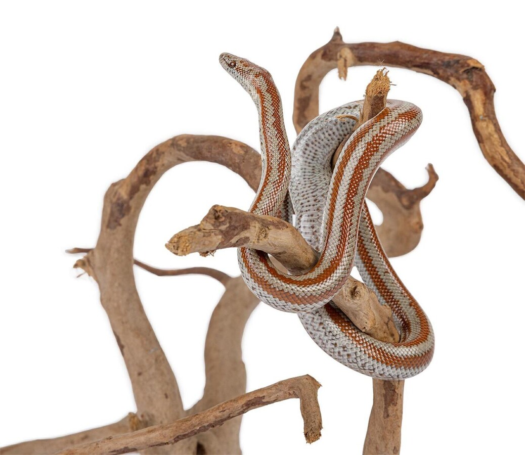 Akvariumo šakos  Raudonoji pelkės šaknis iki 20 cm