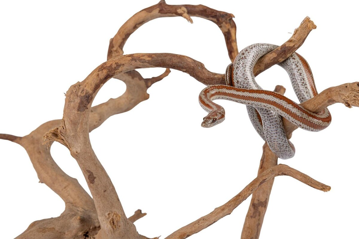 Akvariumo šakos  Raudonoji pelkės šaknis iki 20 cm