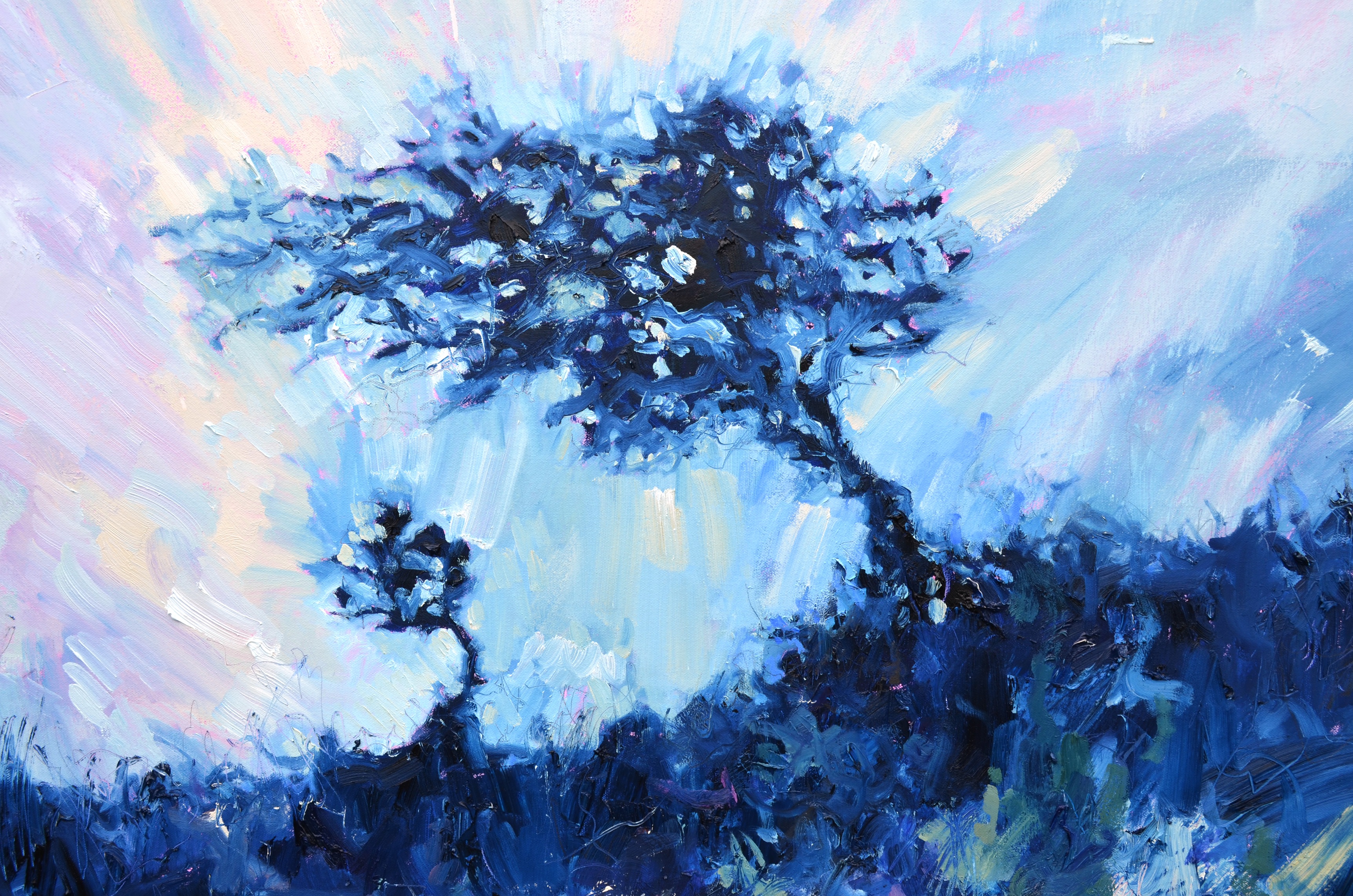 Windblown Cornish Tree, Summer Sky