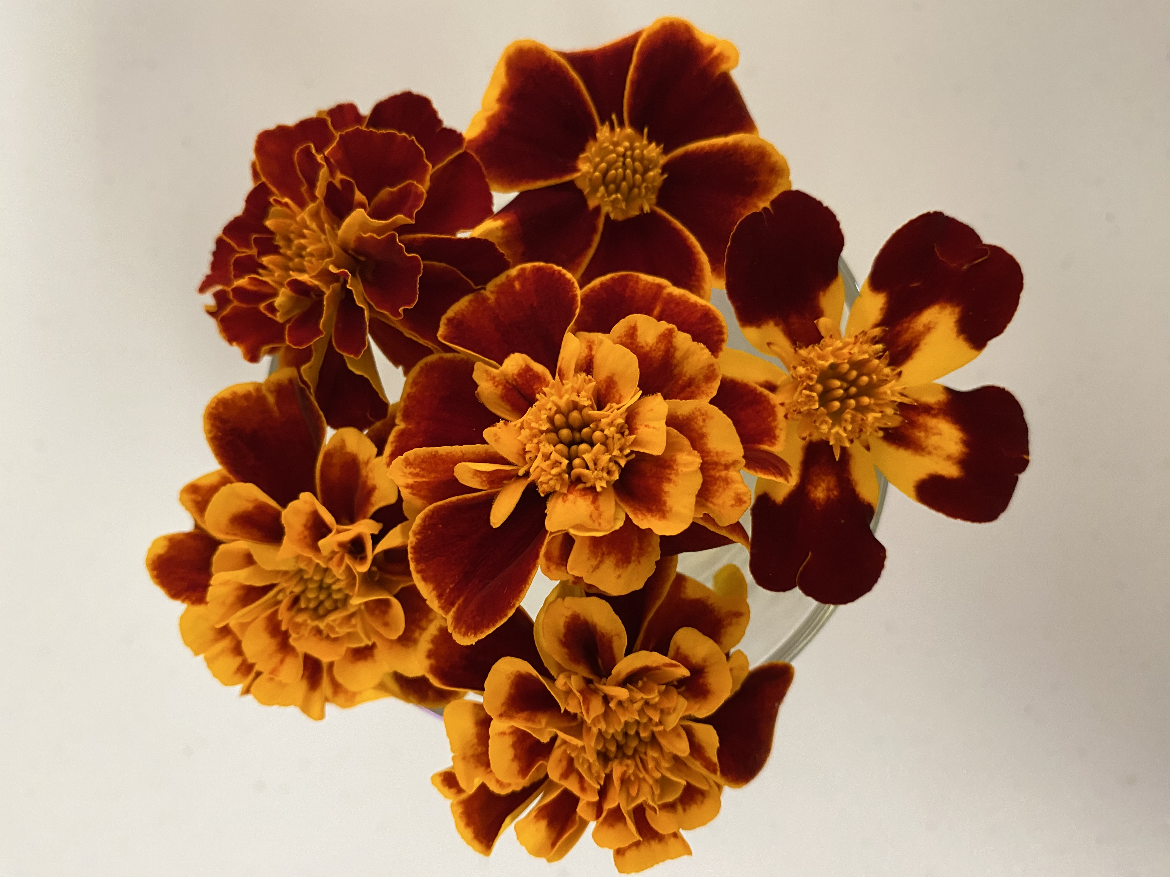 Fresh Edible Marigold Flowers 20pcs