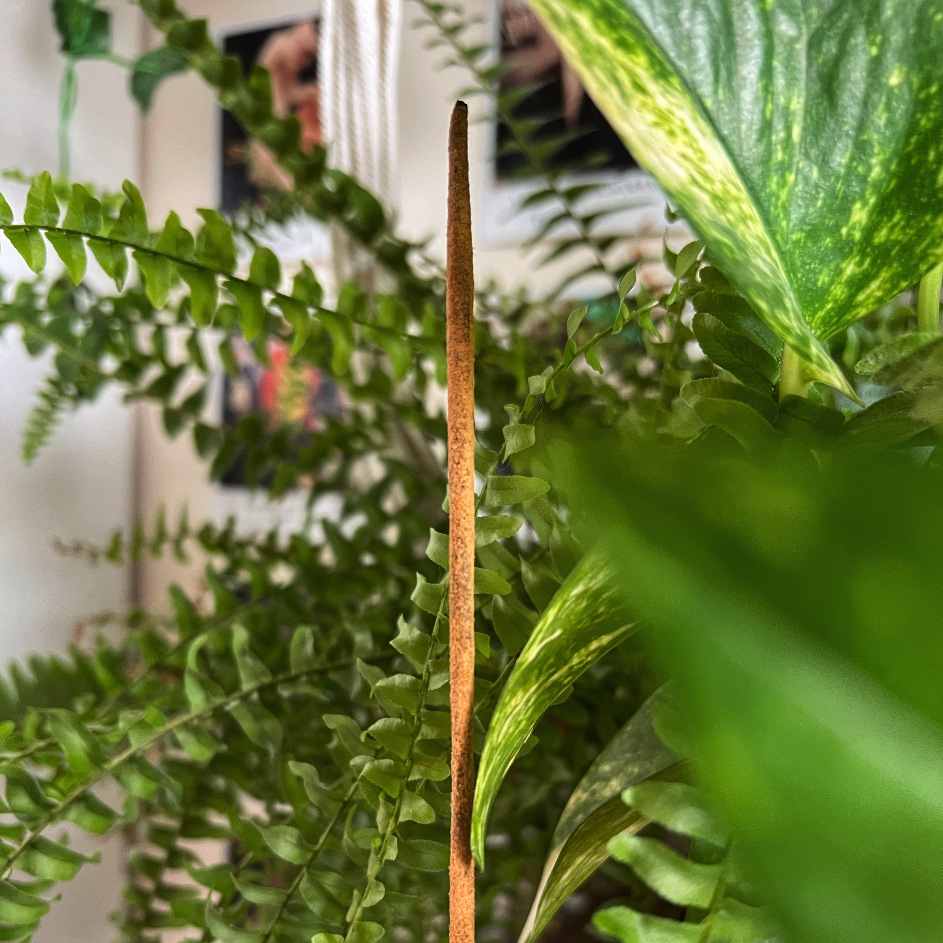 Kadzidła botaniczne