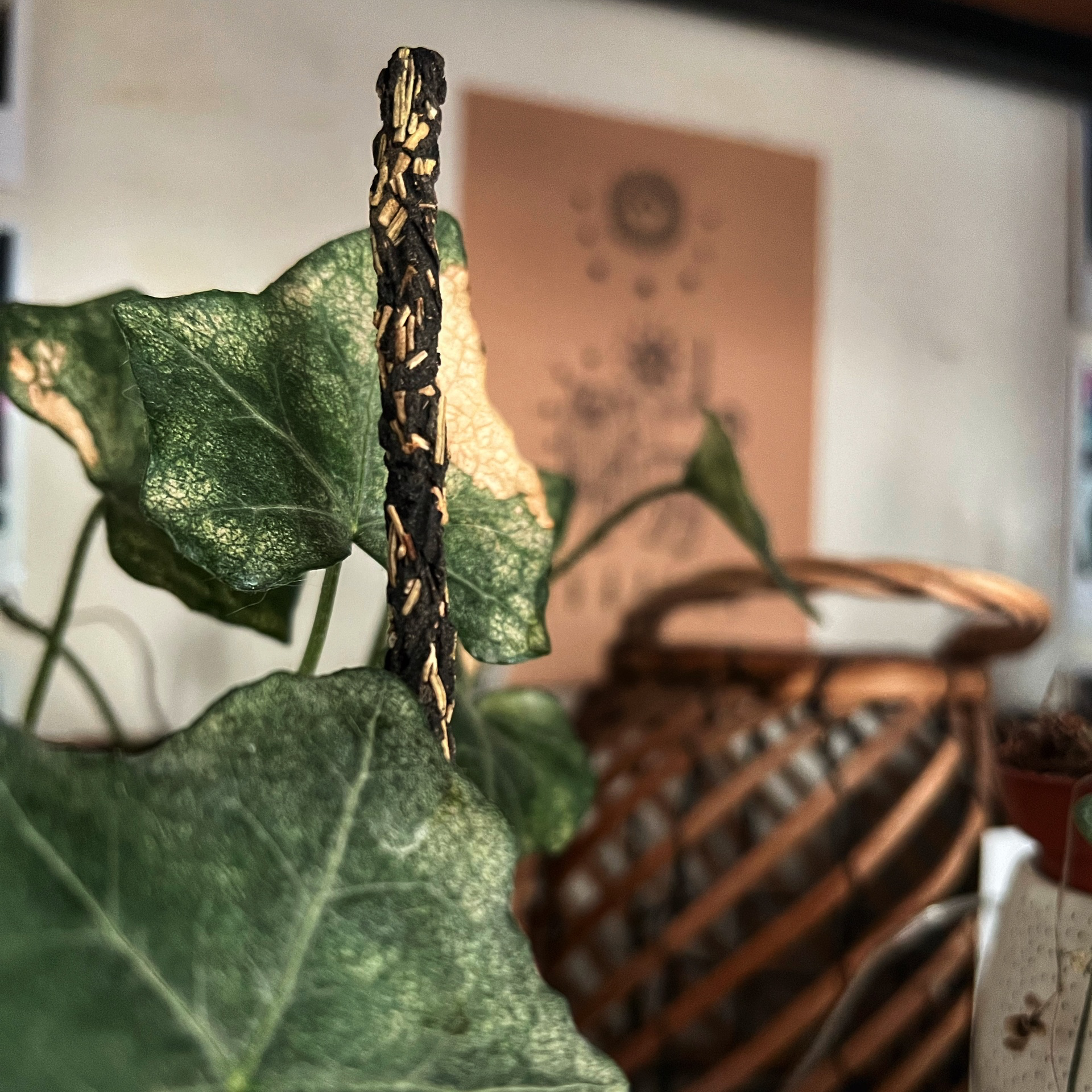 Kadzidła botaniczne