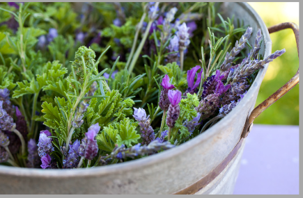 Herb Garden Workshop