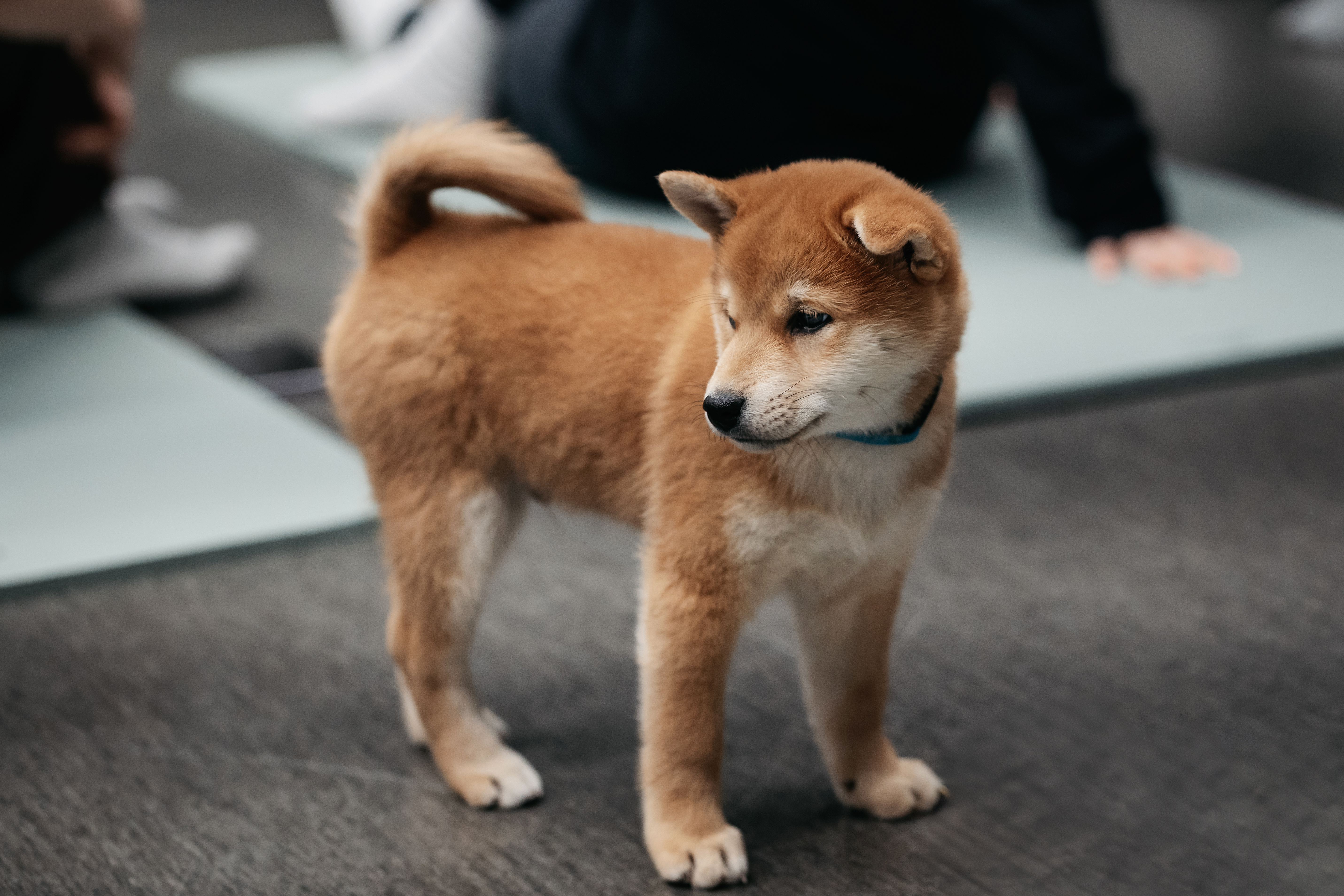 Jogos Terapija su Shiba Inu (2025.11.15)