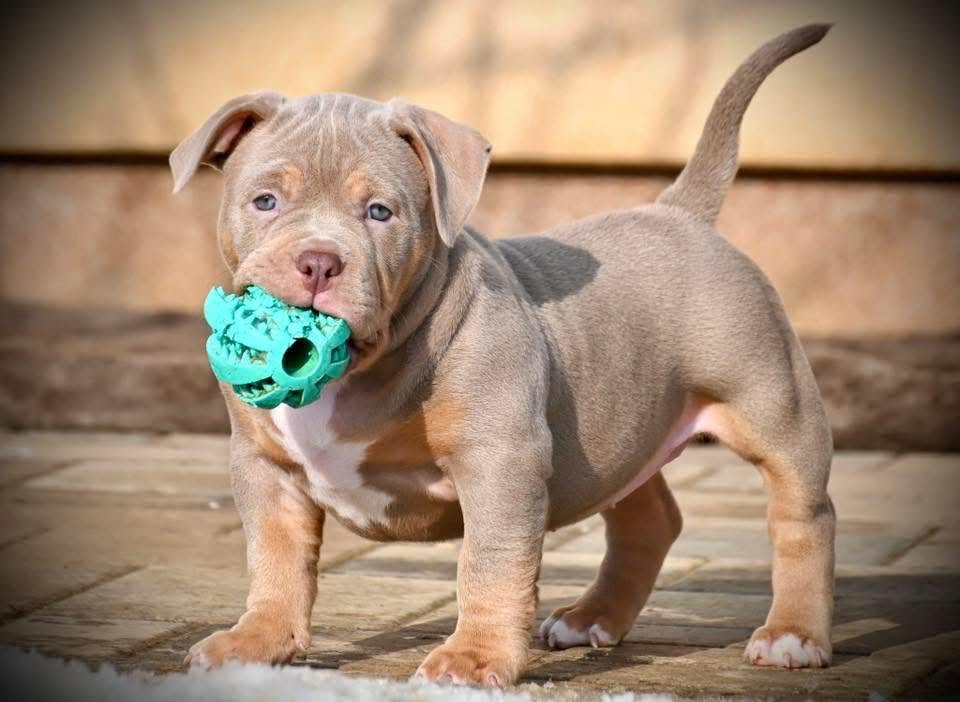 Jogos Terapija su American Bully (2026.08.30)