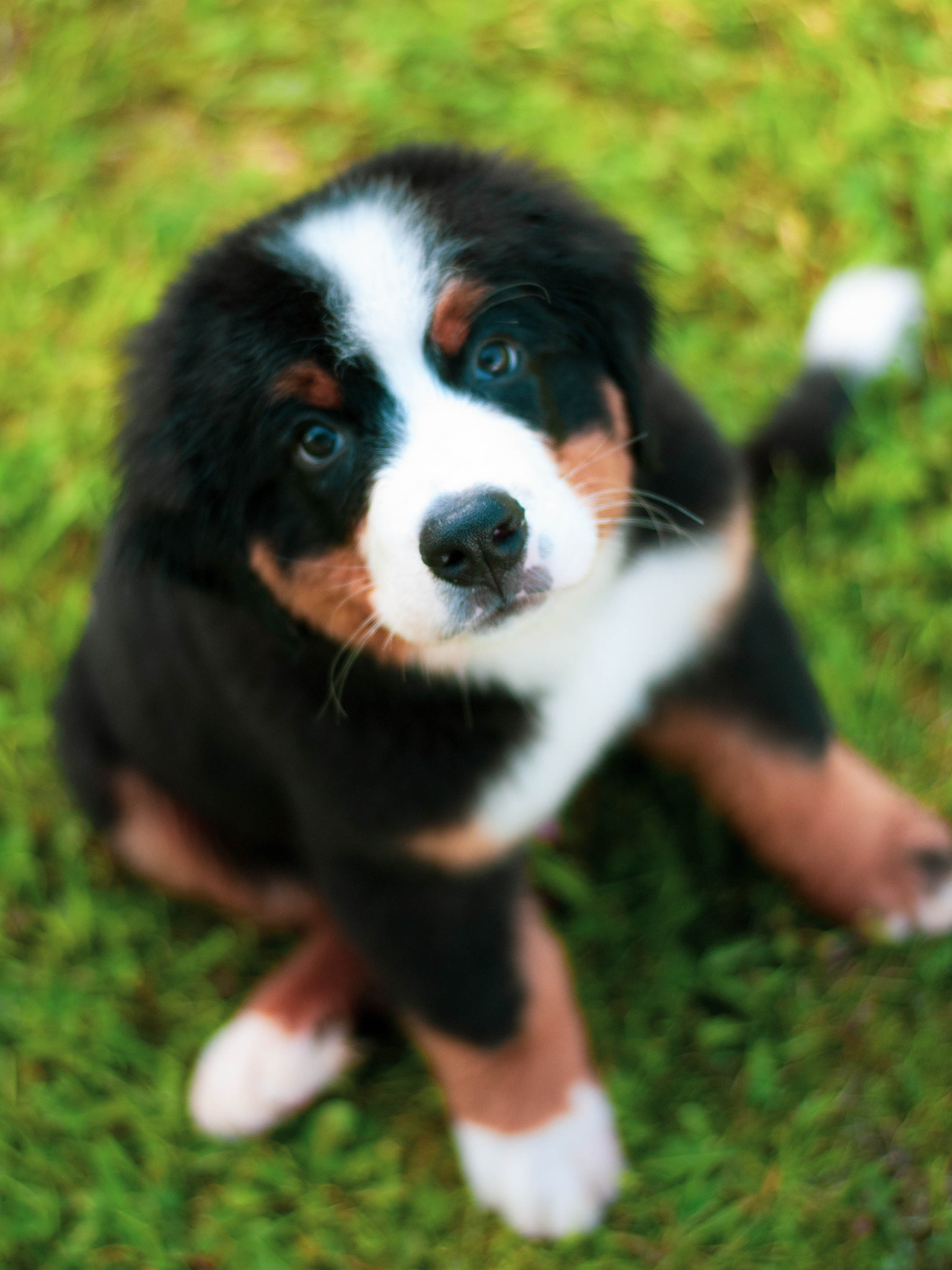 Jogos Terapija su Berno Zenenhundais (2025.12.27)