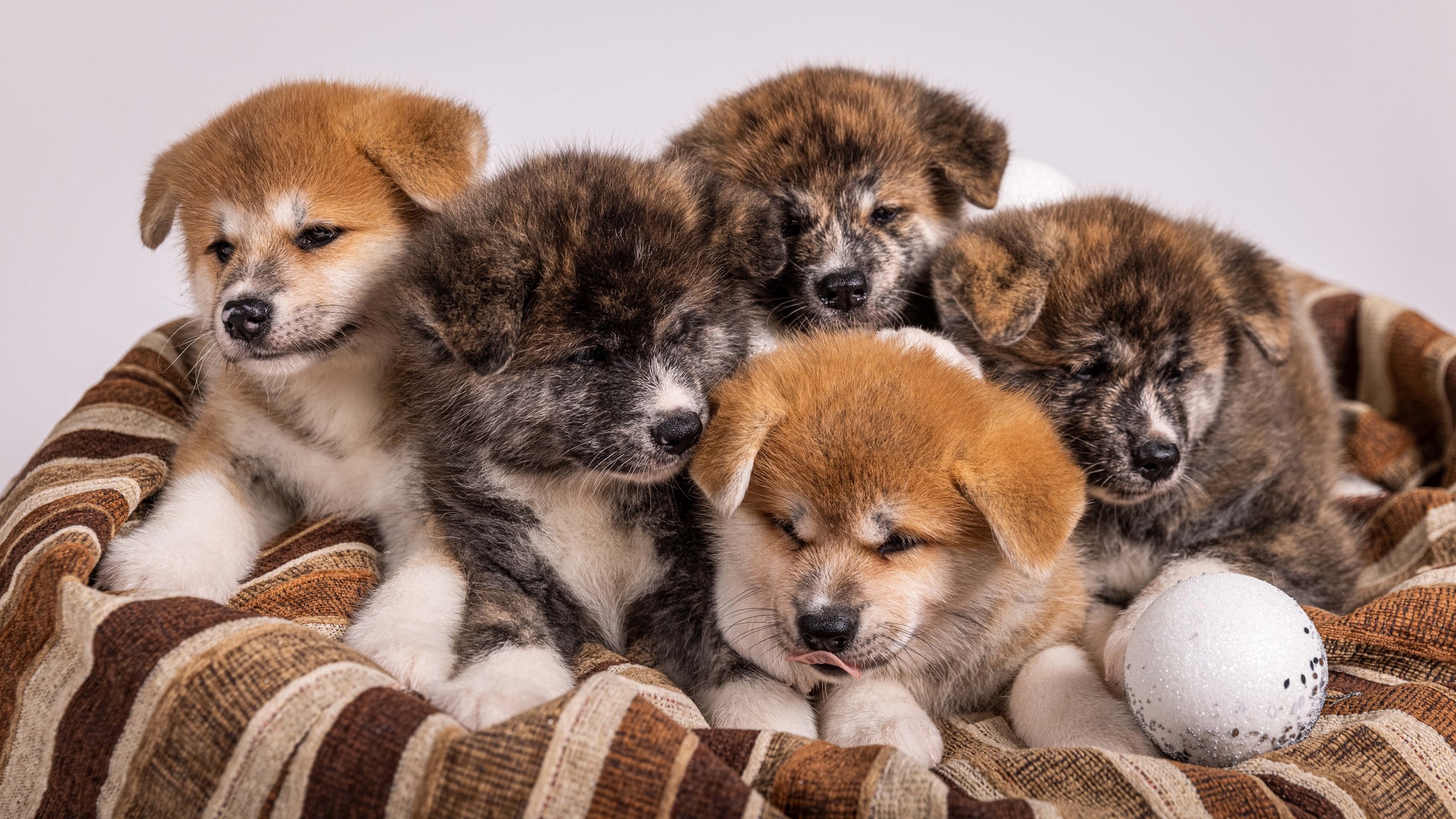 Jogos Terapija su Akita Inu (2026.02.01)