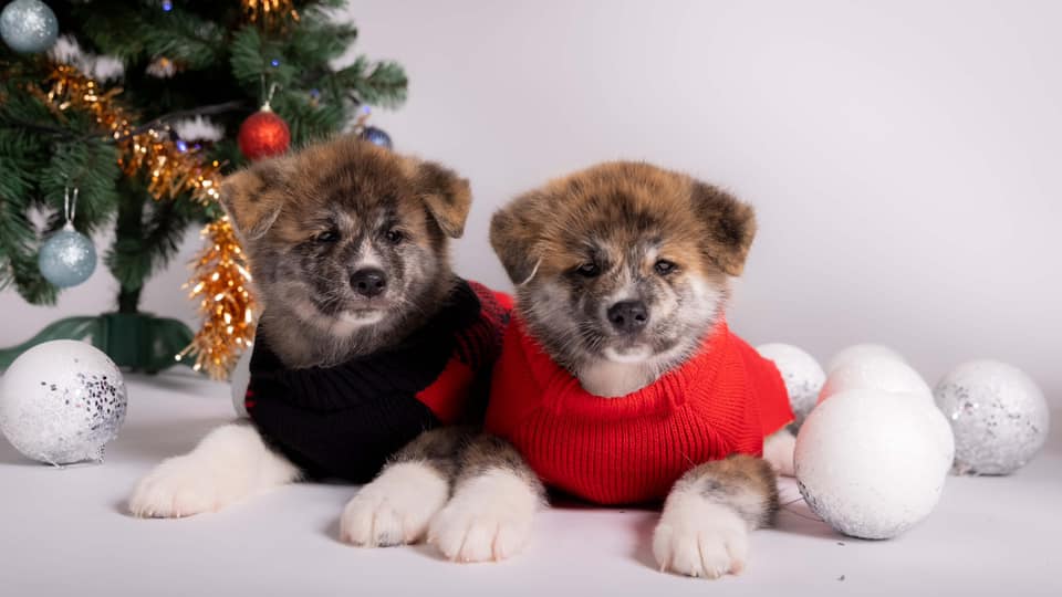 Jogos Terapija su Akita Inu (2026.02.01)