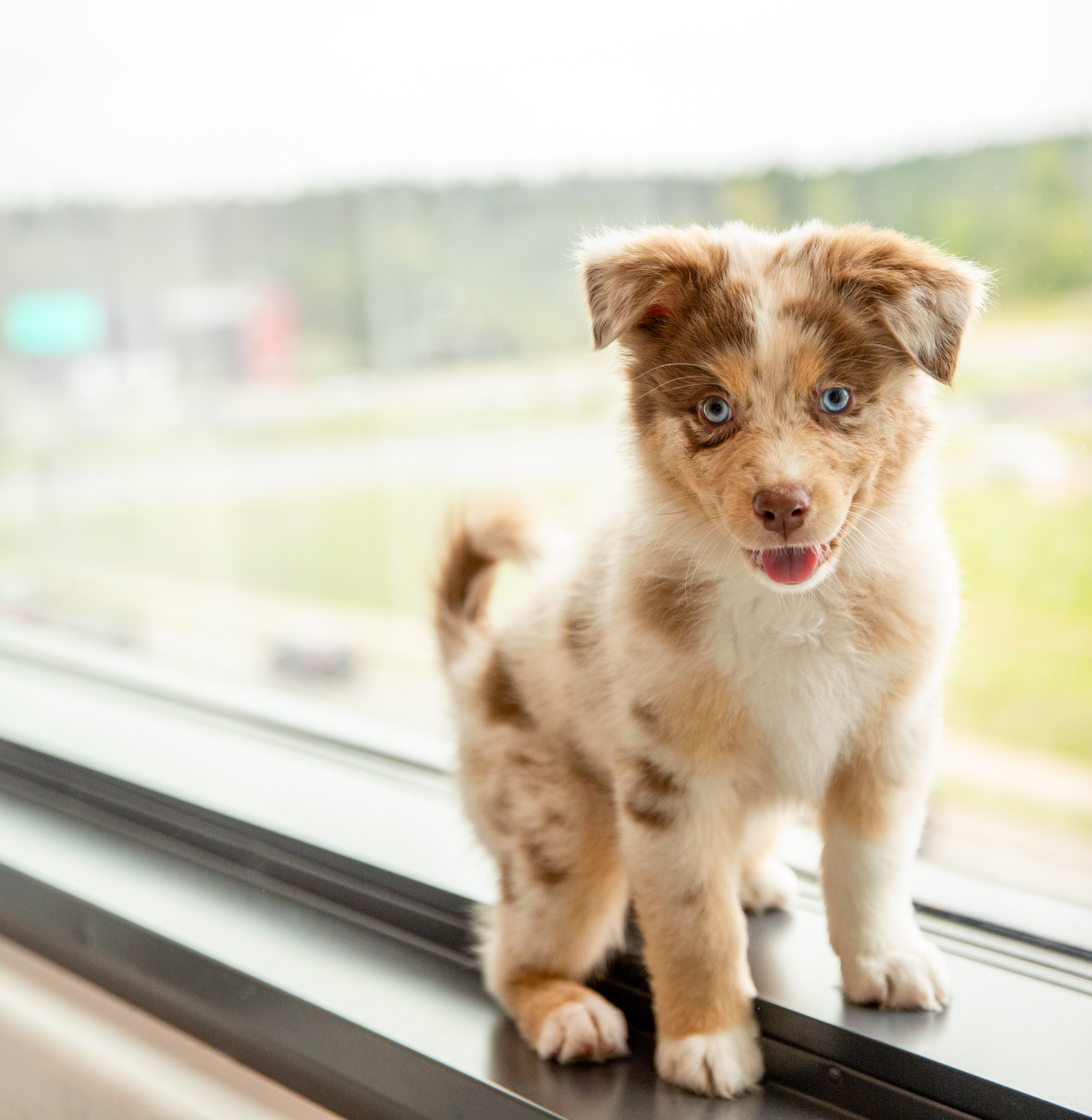 Jogos Terapija su Australų Aviganiais (2026.01.24)