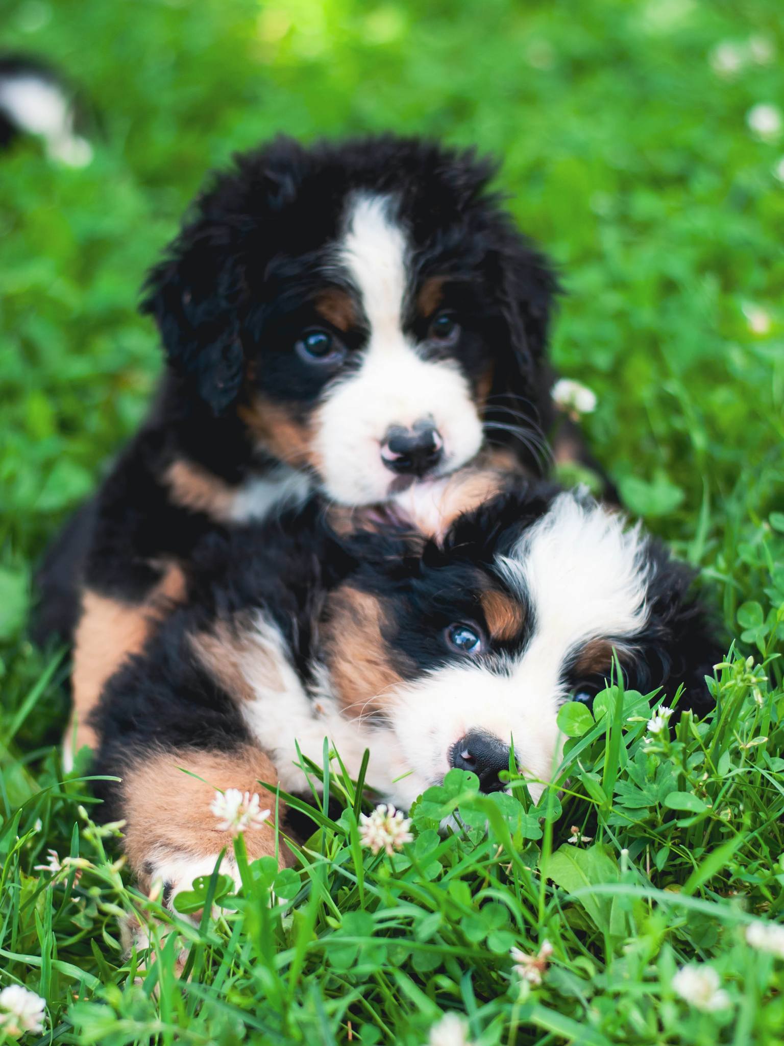 Jogos Terapija su Berno Zenenhundais (2025.12.27)