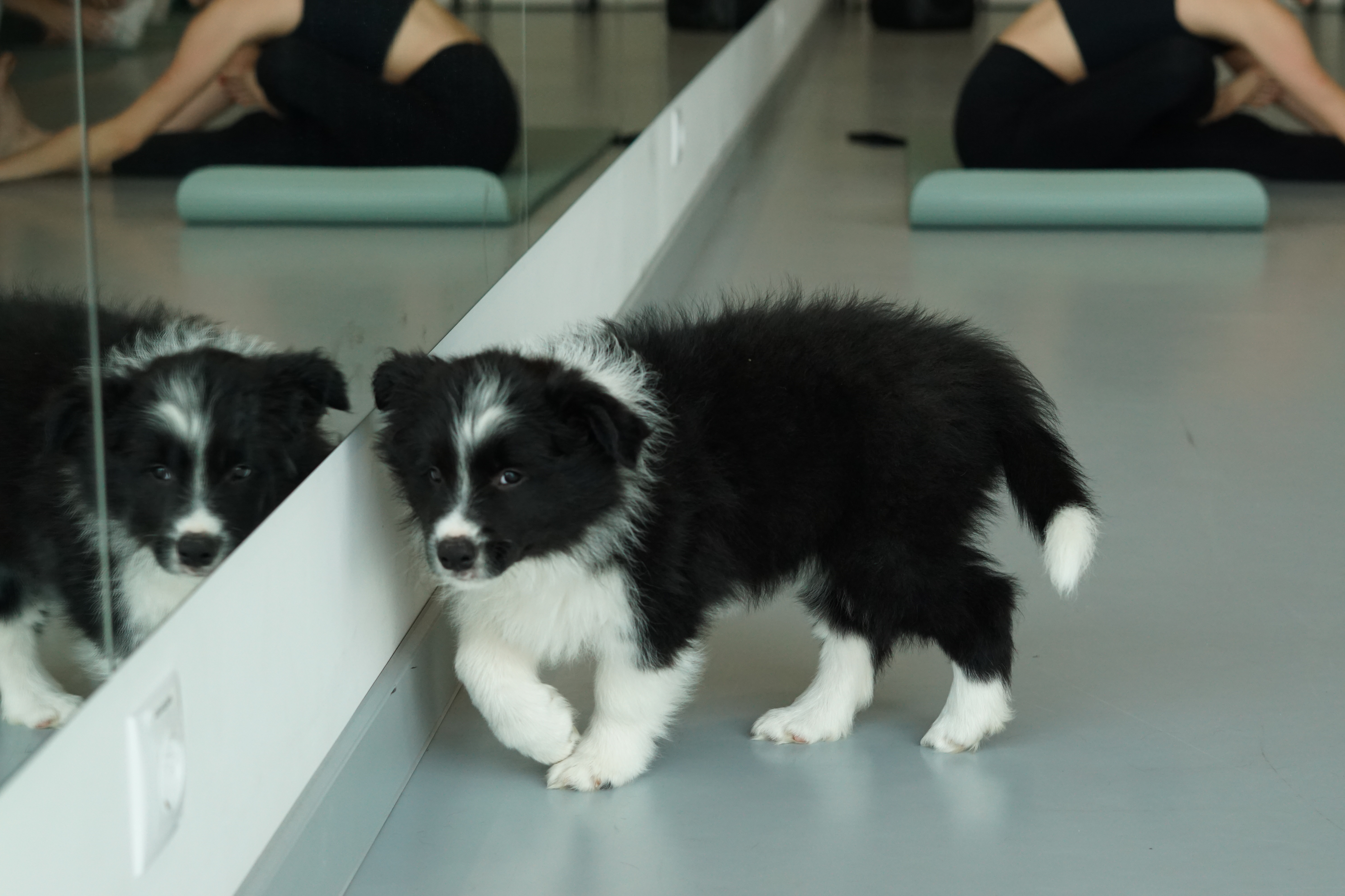 Jogos Terapija su Borderkoliais (2026.04.25)