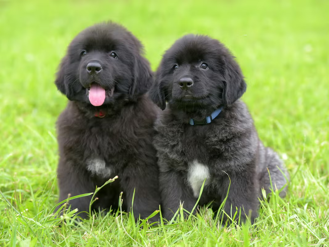 Jogos Terapija su Niufaundlendais (2026.05.10)