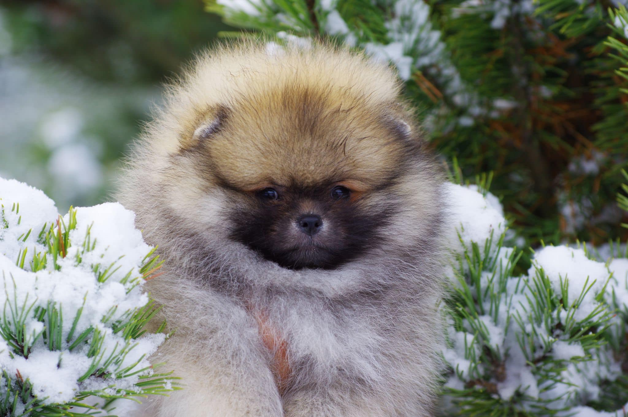 Jogos Terapija su Špicais (2026.05.02)