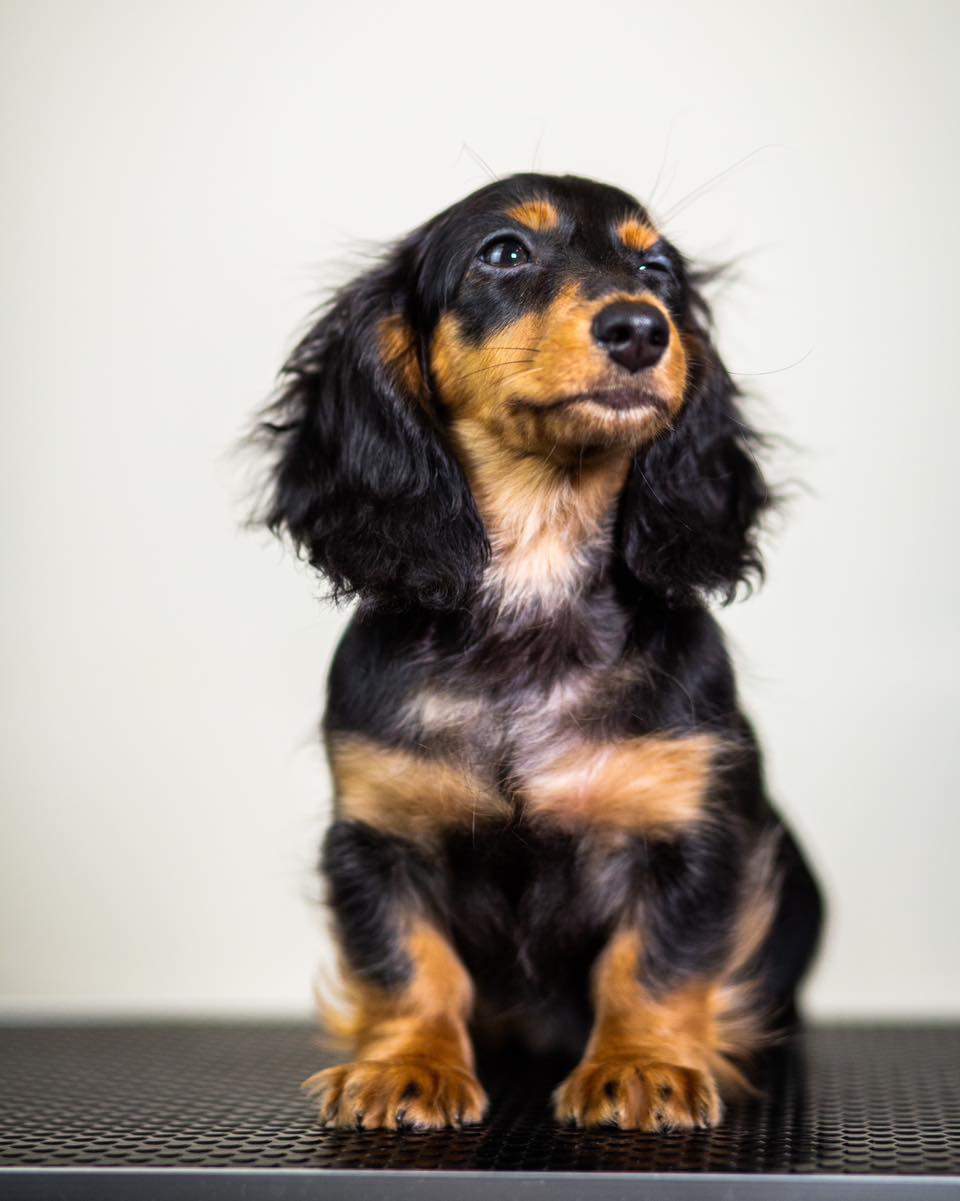 Jogos Terapija su Nykštukiniais Taksais (2026.04.18)