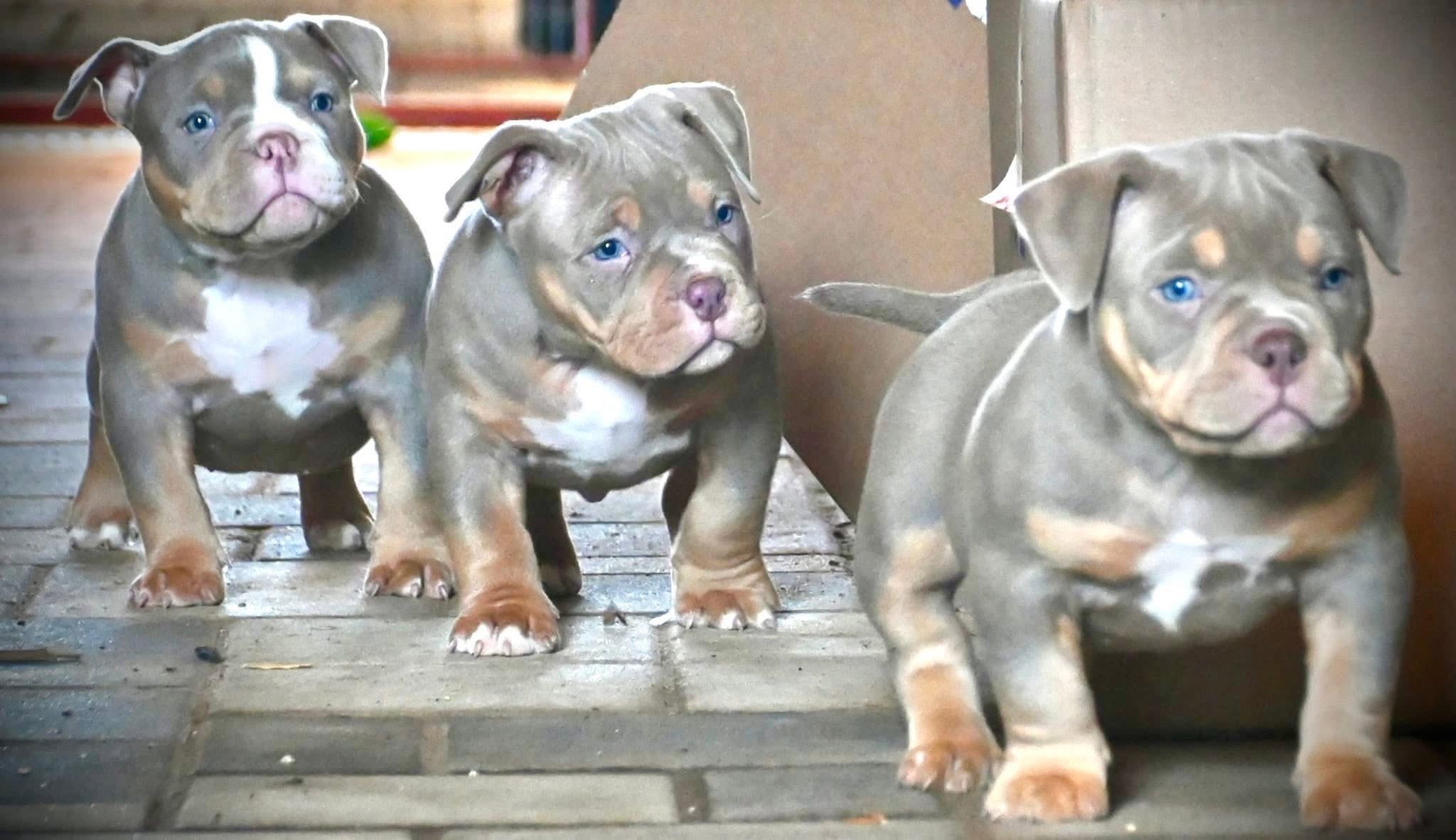 Jogos Terapija su American Bully (2026.08.30)