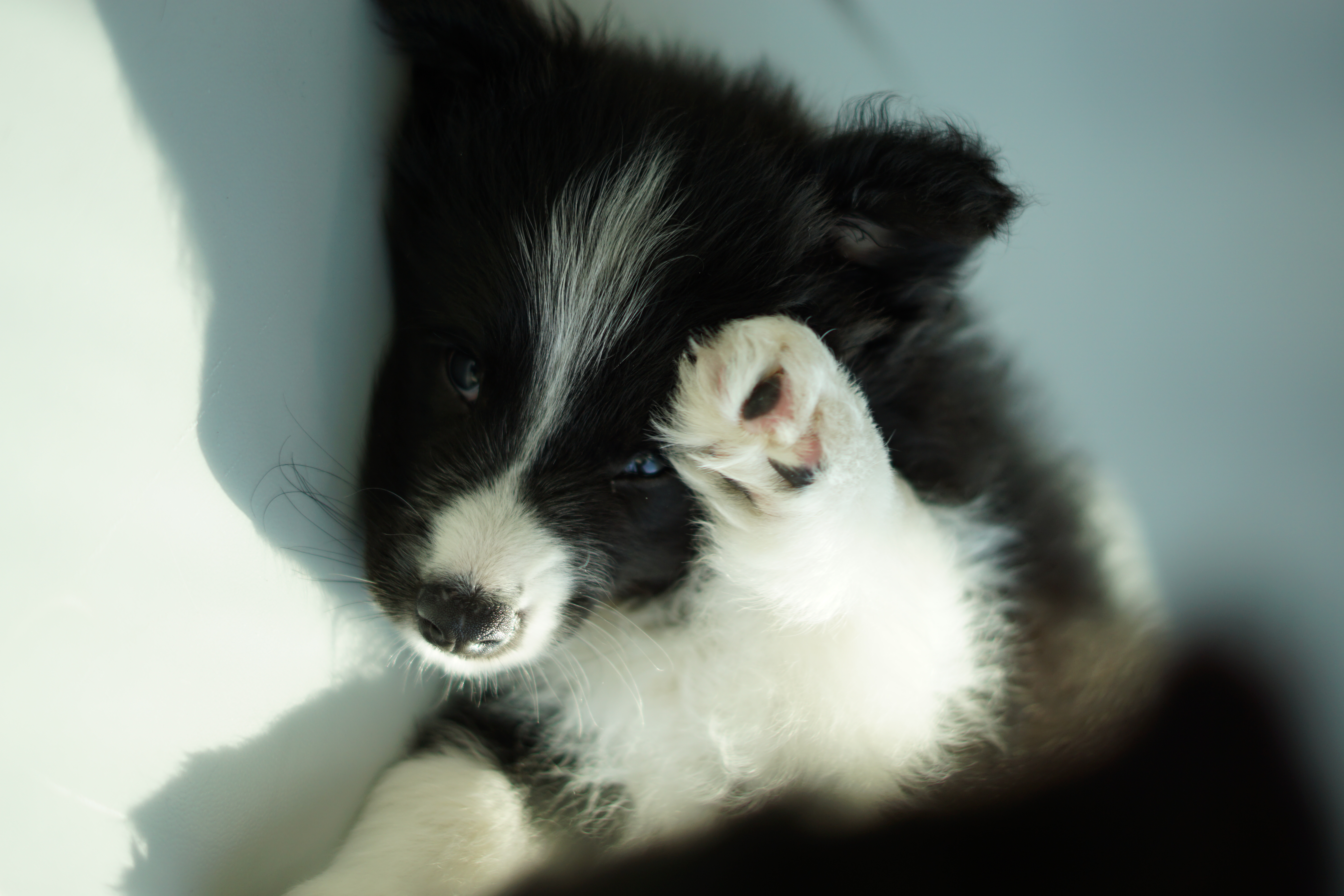 Jogos Terapija su Borderkoliais (2026.04.25)