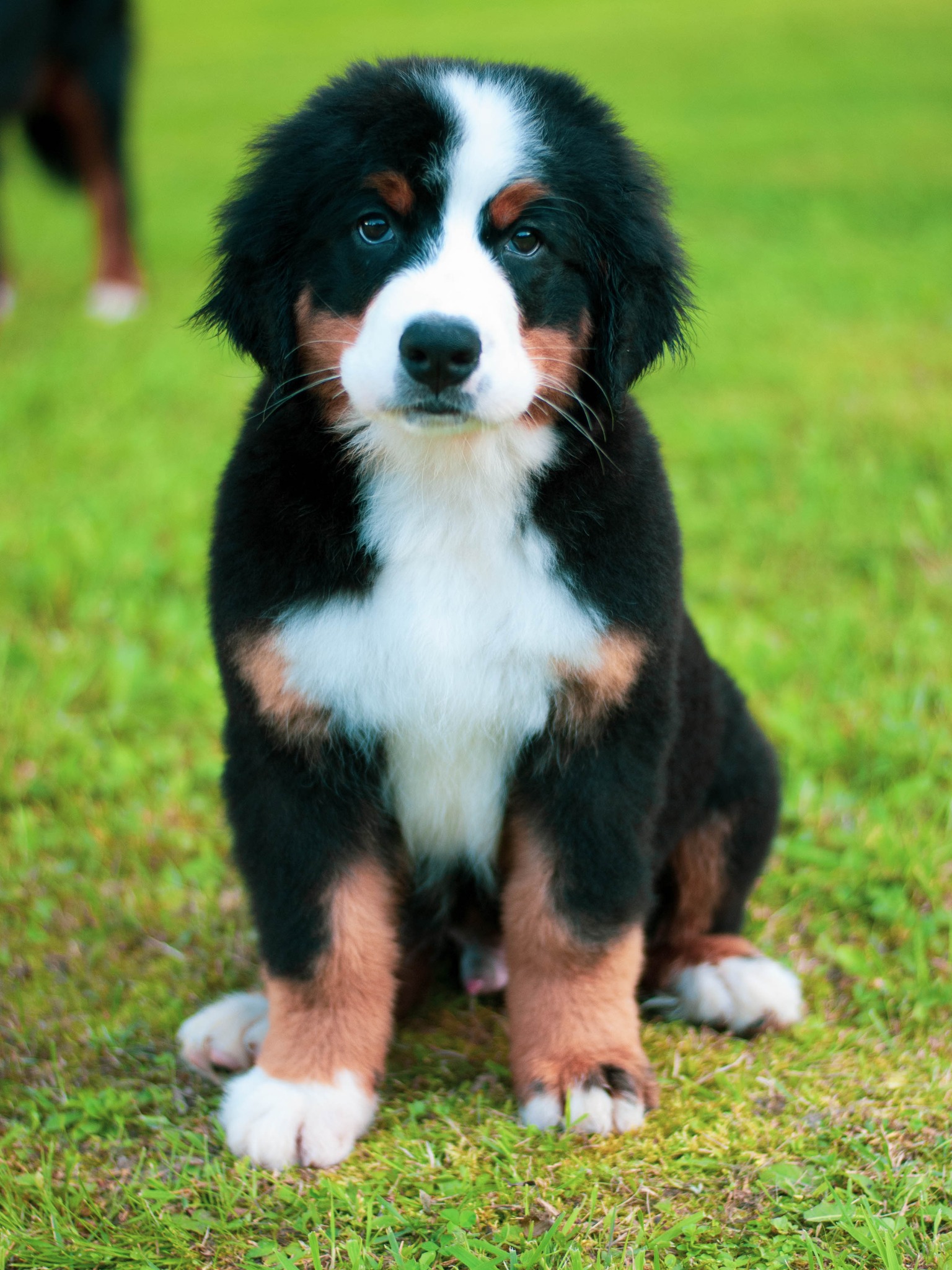 Jogos Terapija su Berno Zenenhundais (2025.12.27)