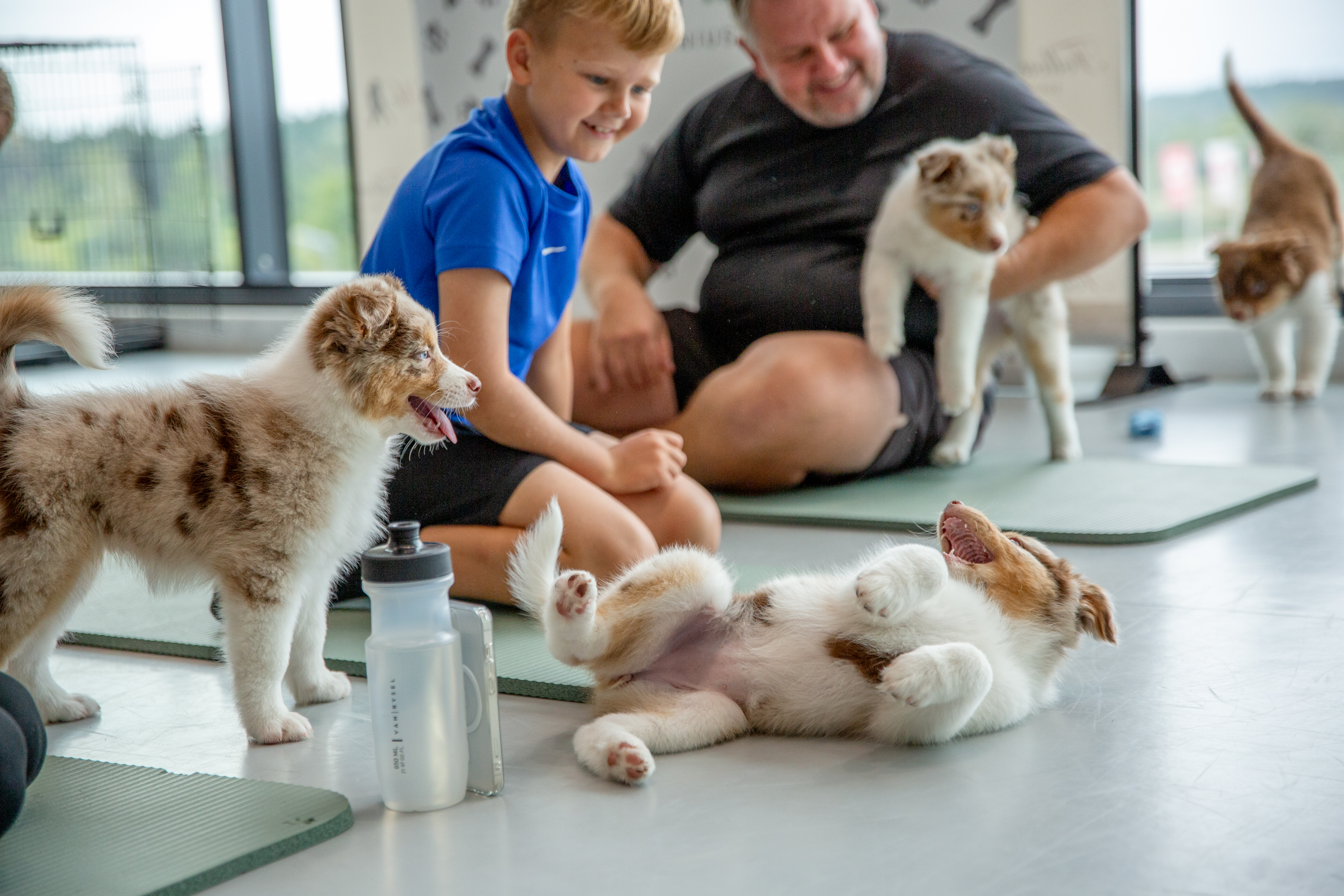 Jogos Terapija su Australų Aviganiais (2026.01.17)