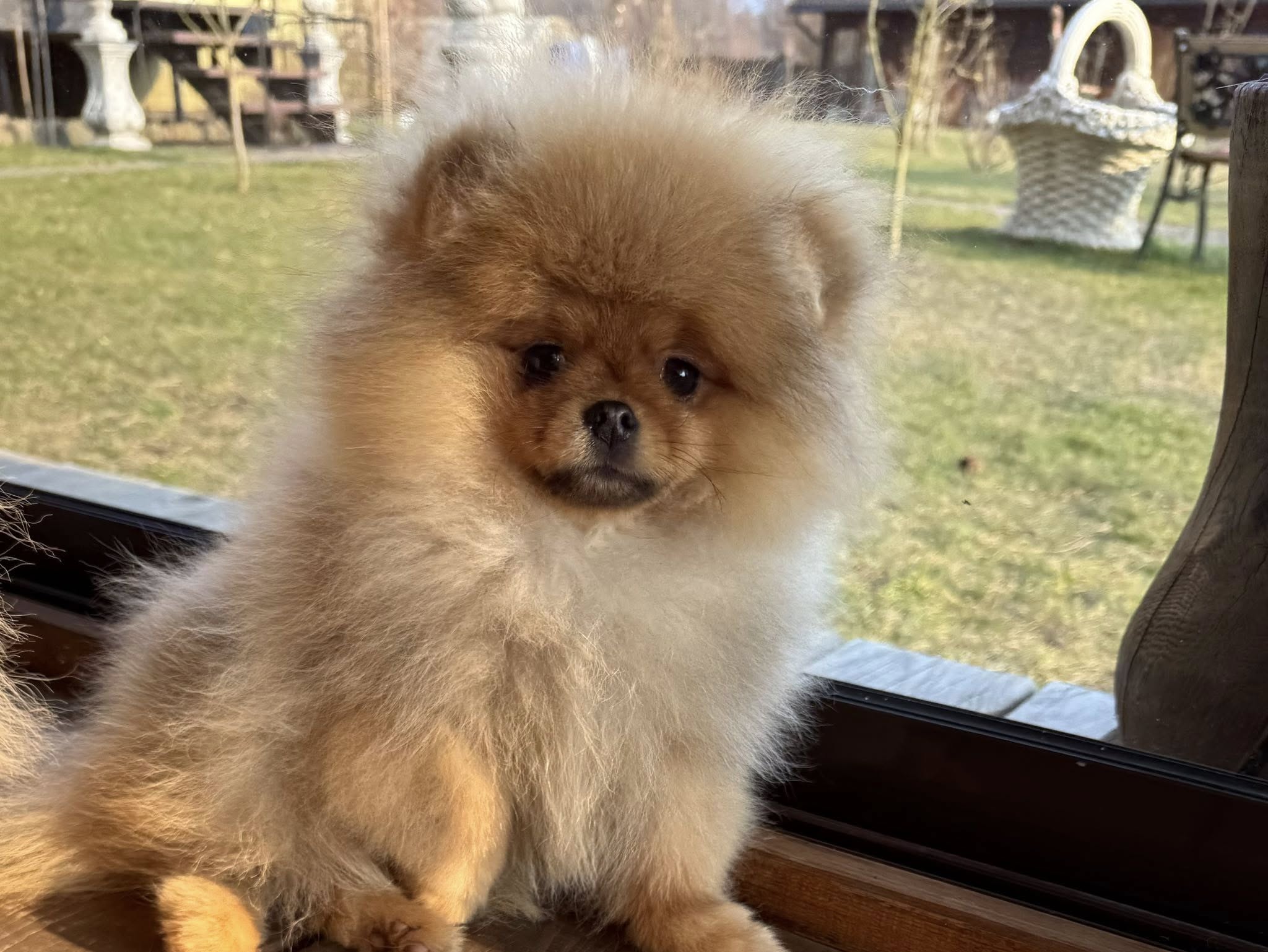 Jogos Terapija su Špicais (2026.05.23)