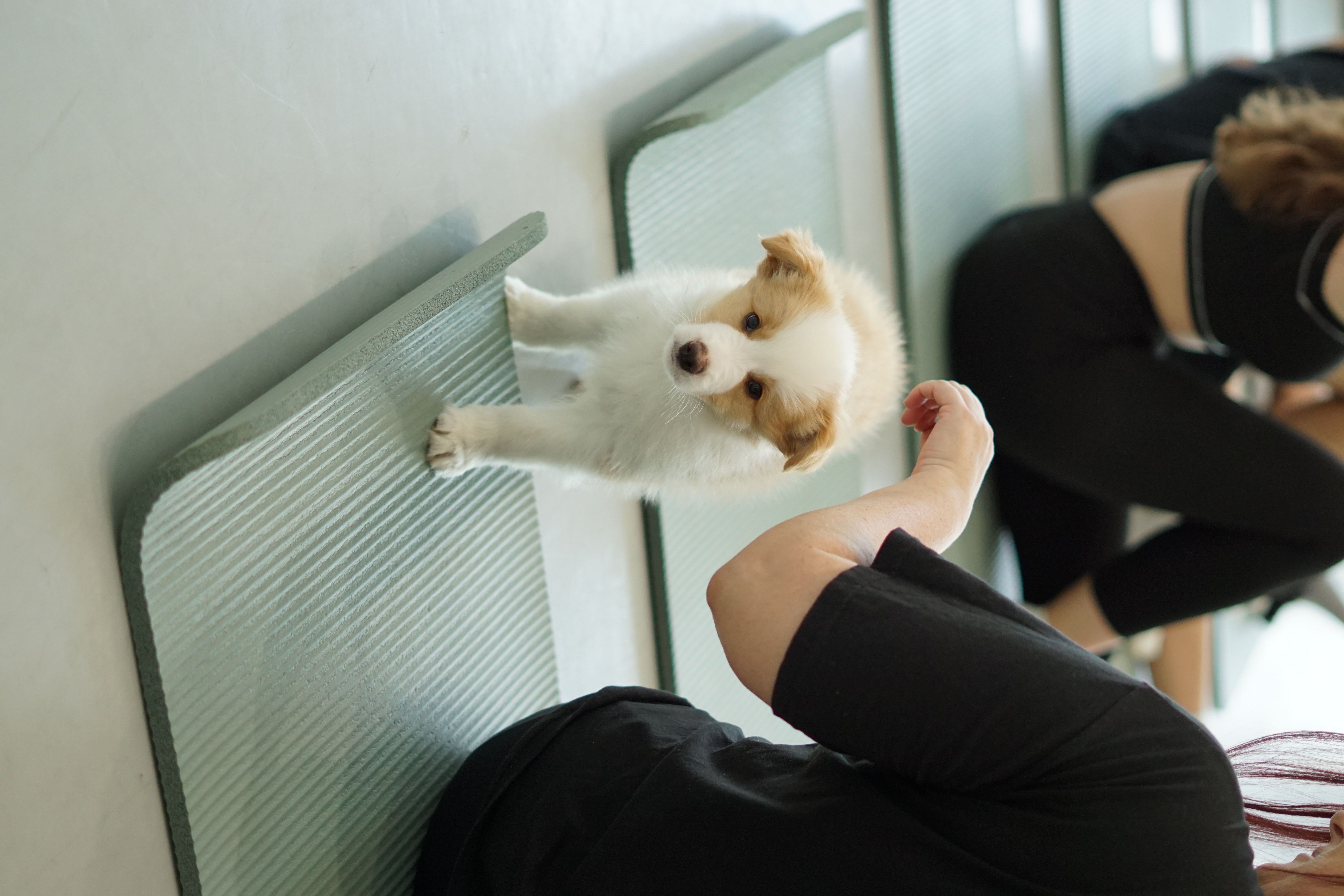 Jogos Terapija su Borderkoliais (2026.04.25)