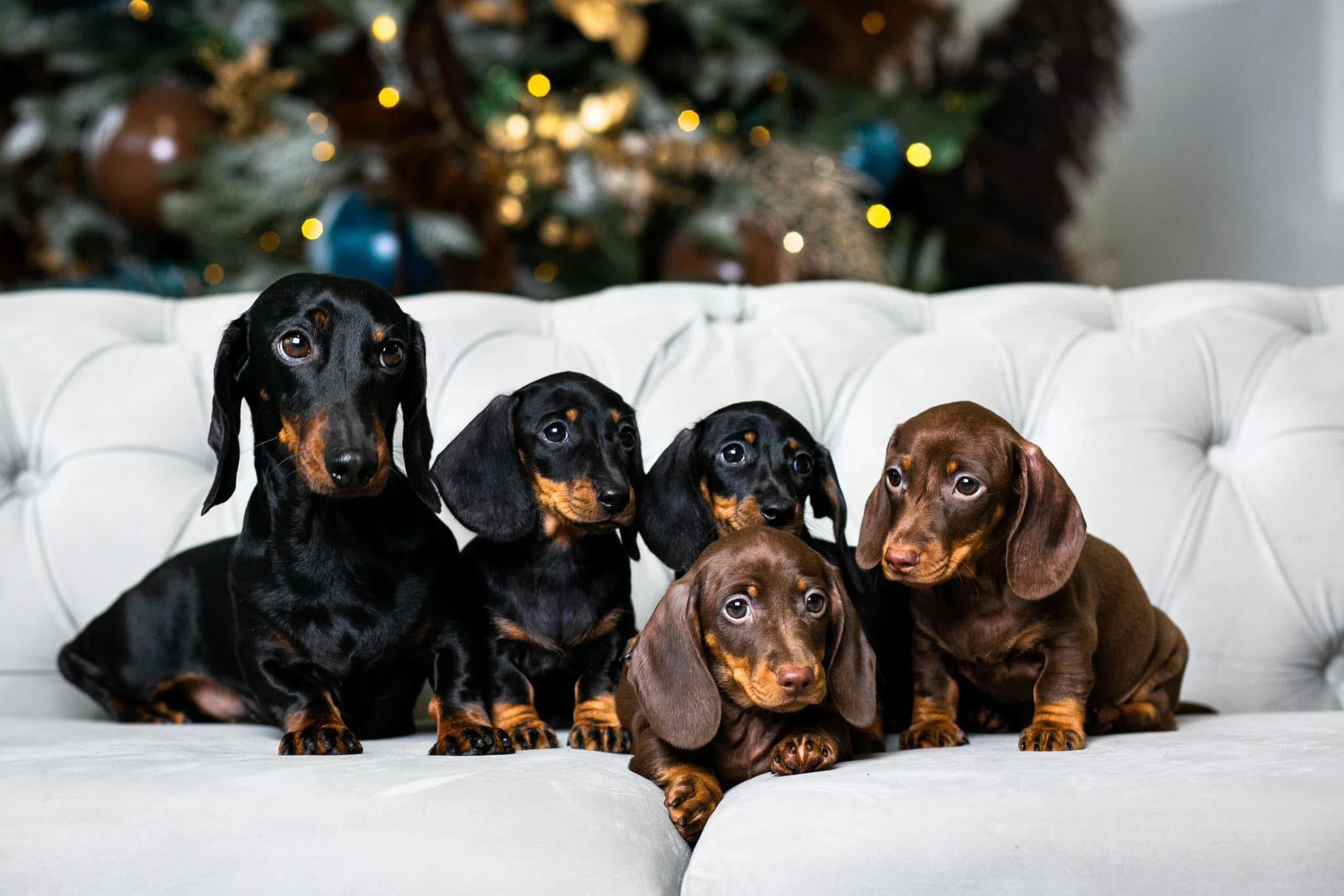 Jogos Terapija su Nykštukiniais Taksais (2026.05.03)