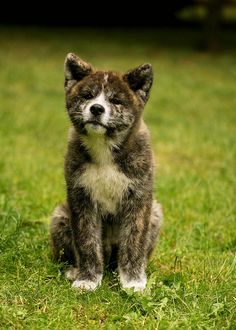 Jogos Terapija su Akita Inu (2025.11.15)