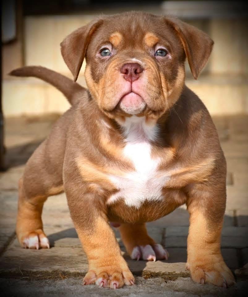 Jogos Terapija su American Bully (2026.08.30)