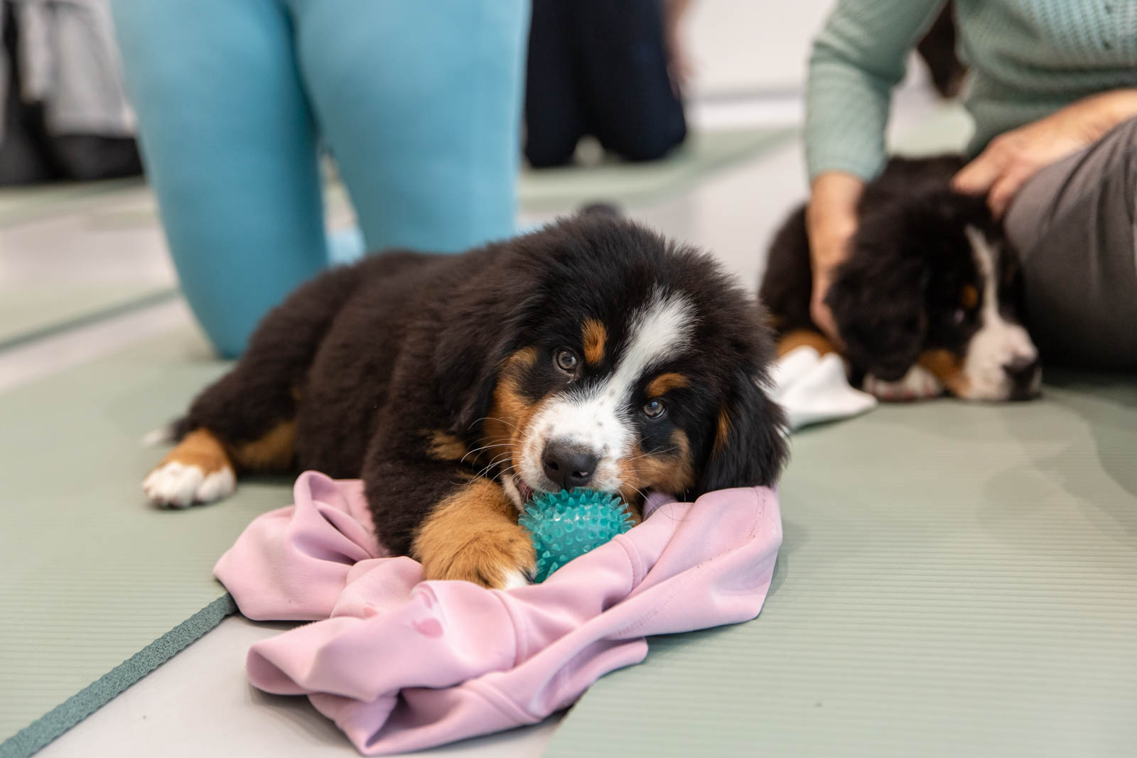 Jogos Terapija su Berno Zenenhundais (2025.12.27)