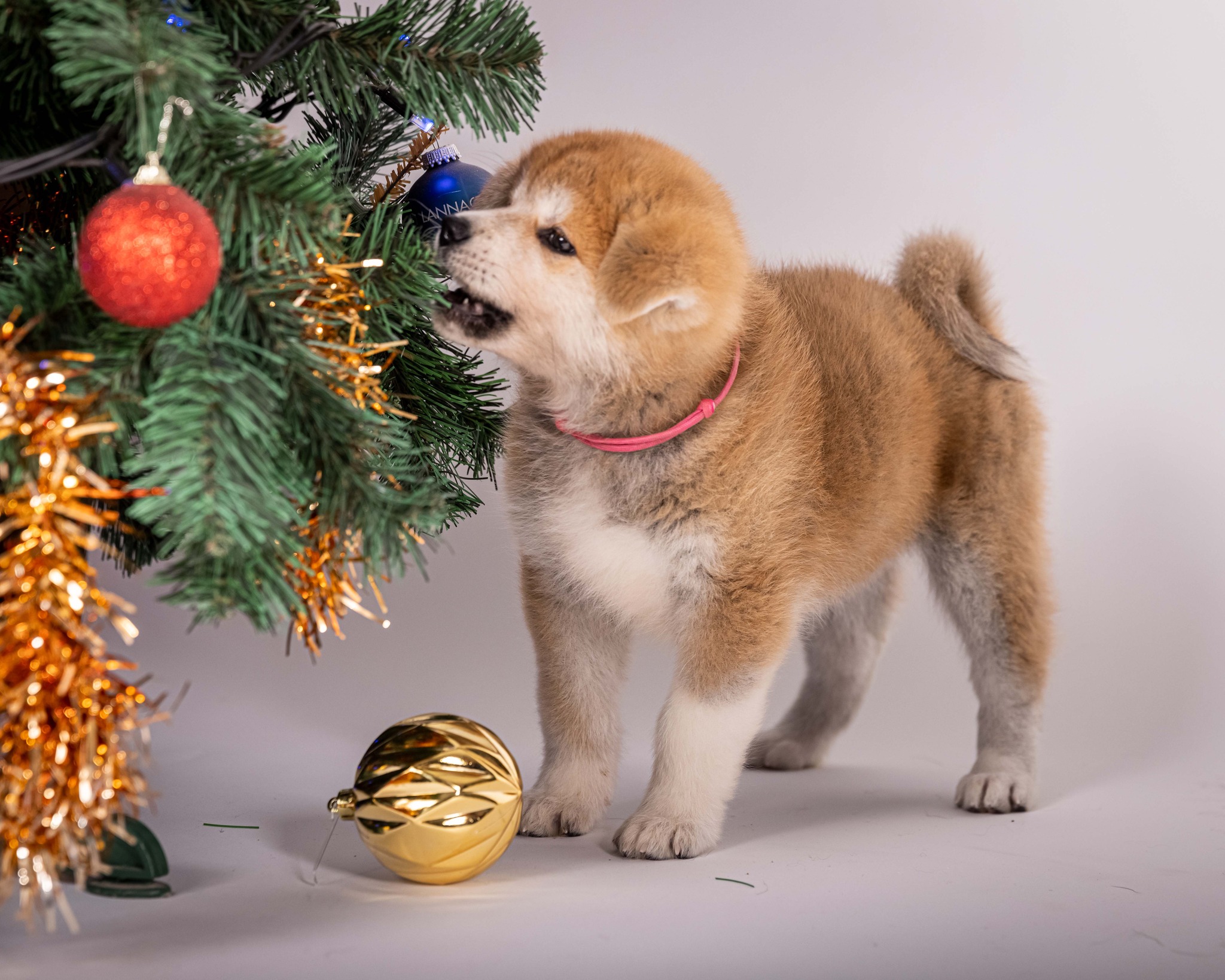 Jogos Terapija su Akita Inu (2026.02.01)