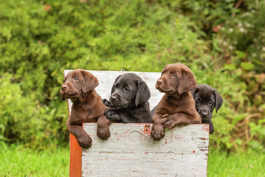 Jogos Terapija su Labradorais (2026.05.23)