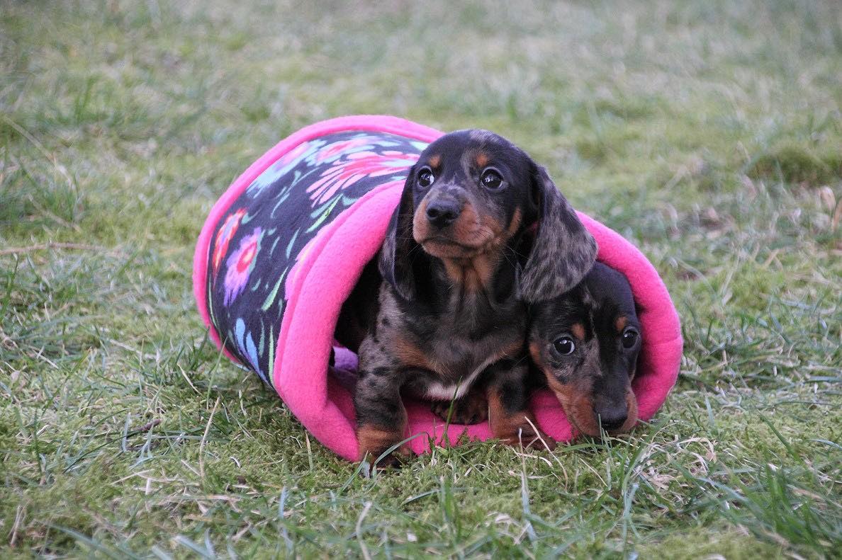Jogos Terapija su Nykštukiniais Taksais (2026.04.18)