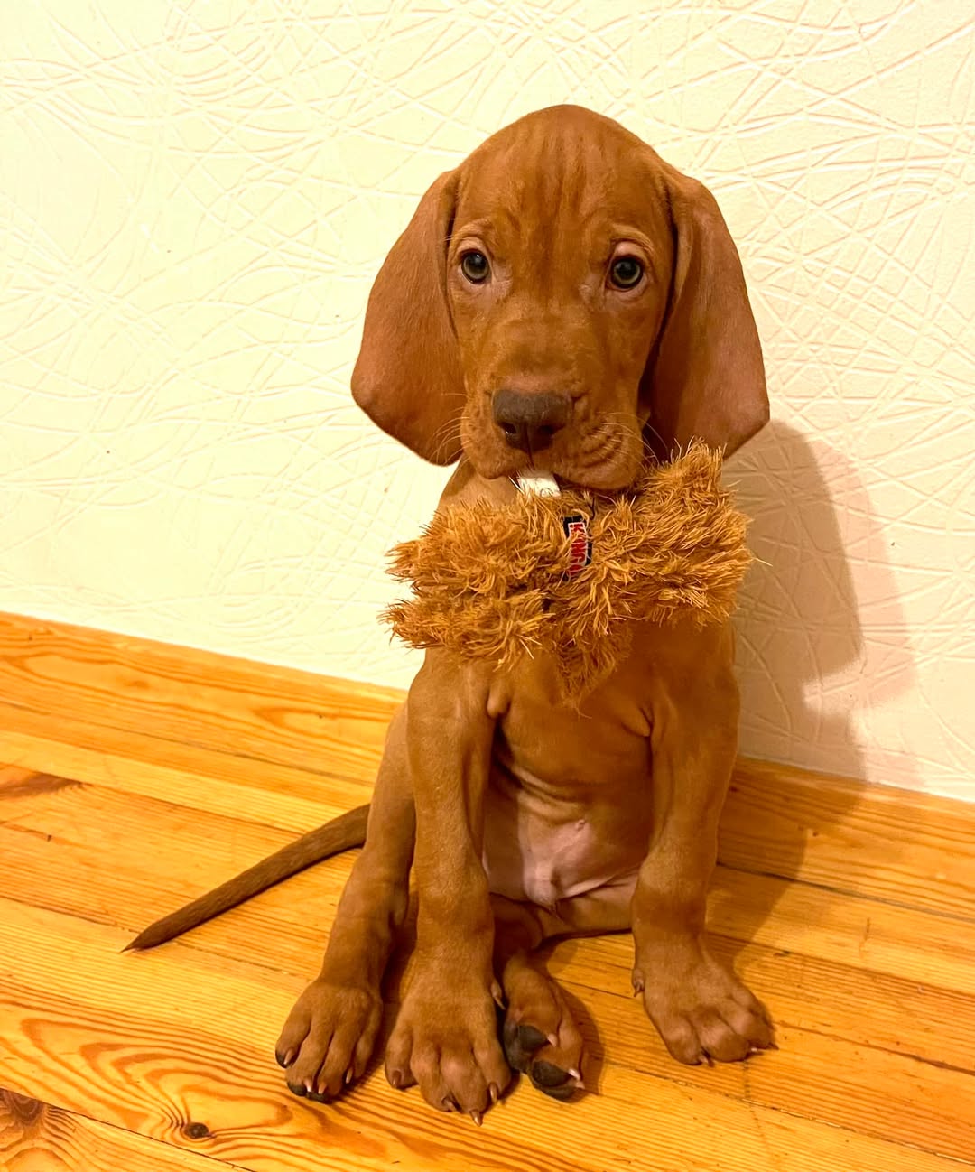 Jogos Terapija su Vengrų Vižlais (2026.04.25)