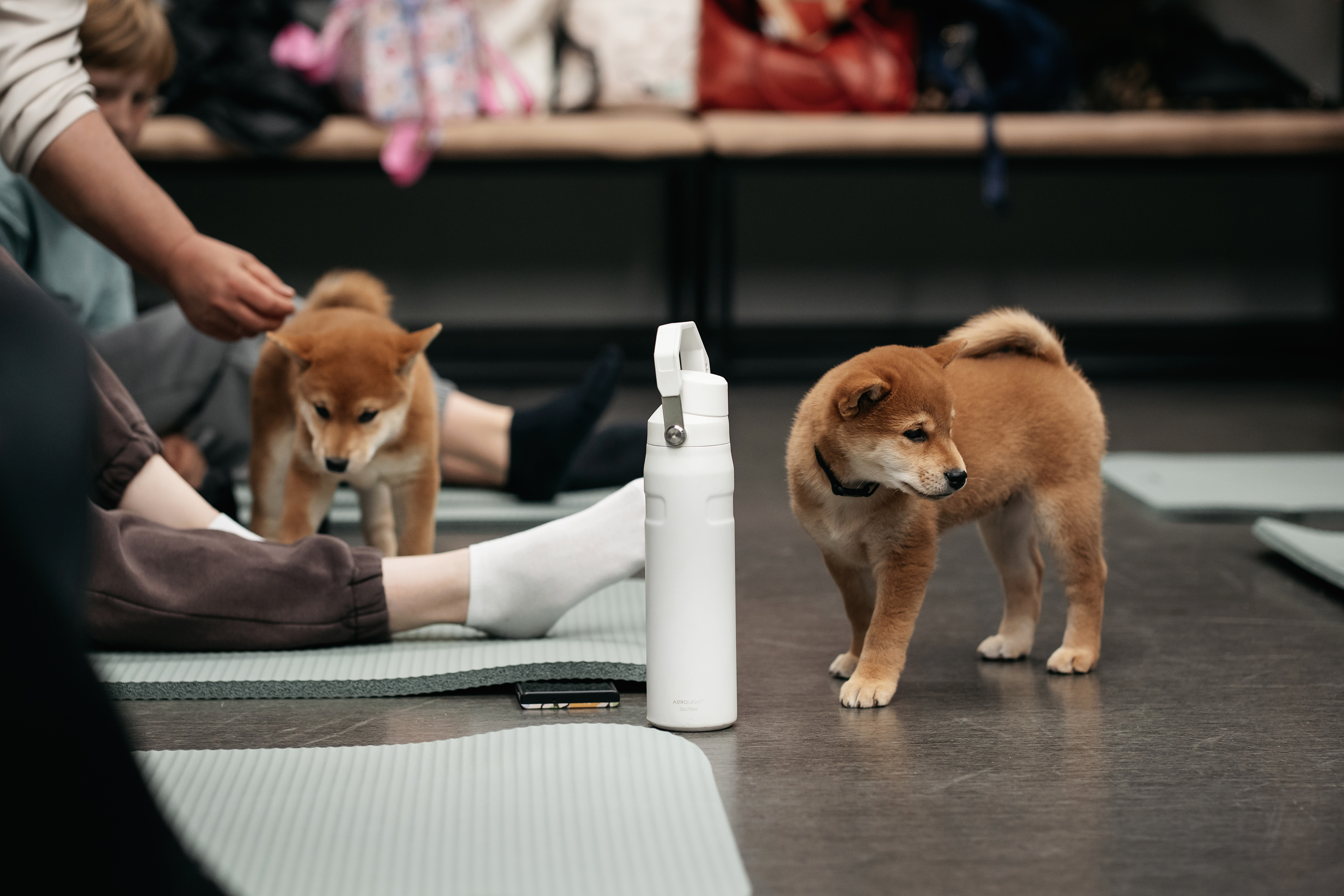 Jogos Terapija su Shiba Inu (2025.11.15)
