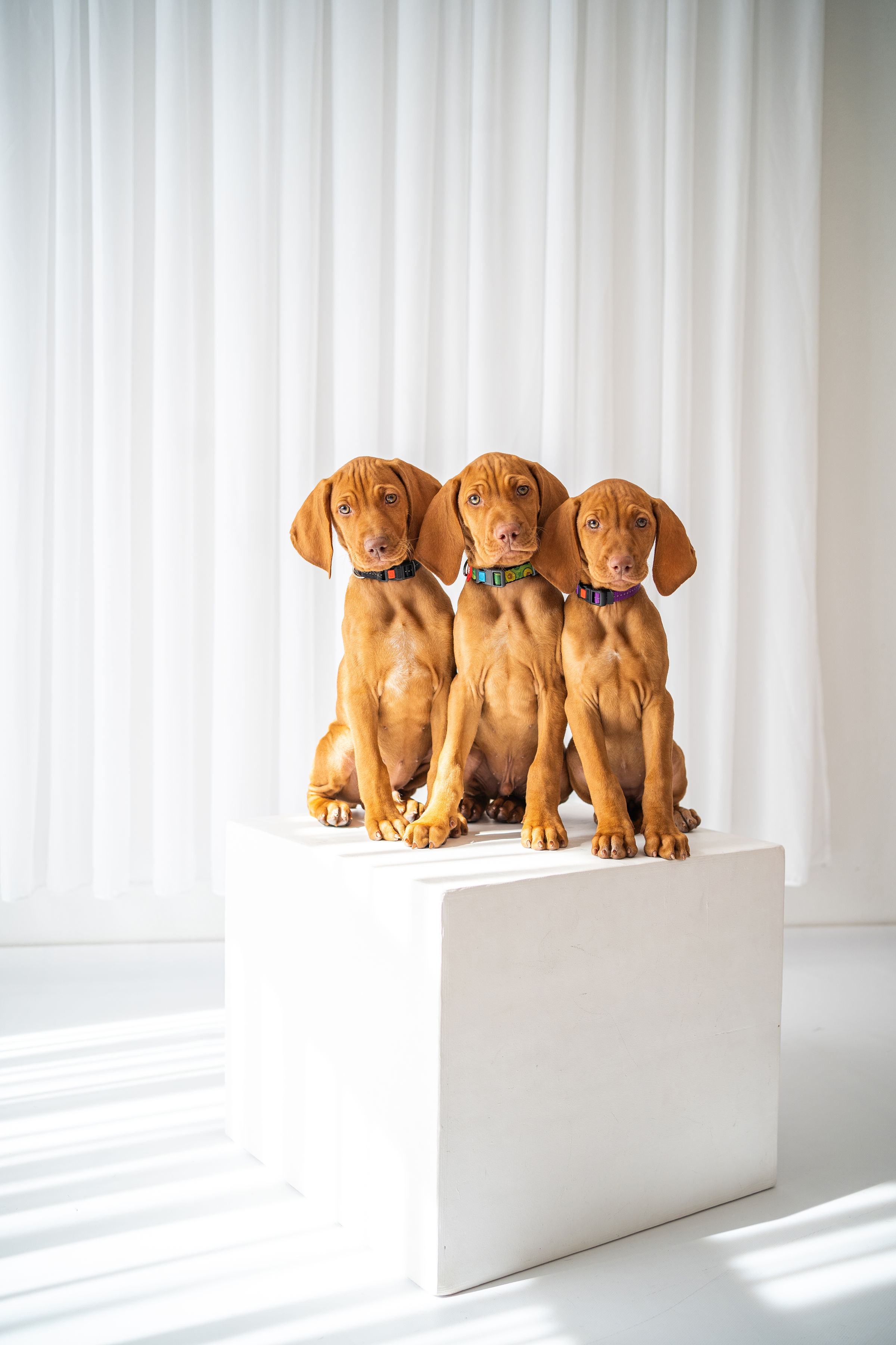 Jogos Terapija su Vengrų Vižlais (2026.04.19)