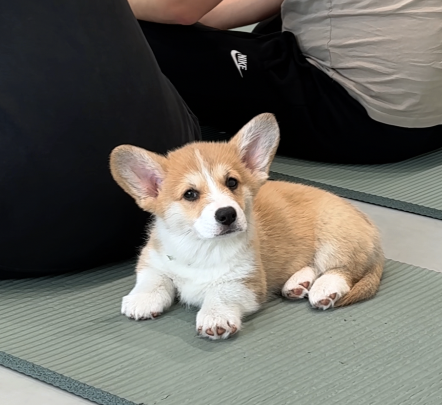 Jogos Terapija su Korgiais (2026.04.18)