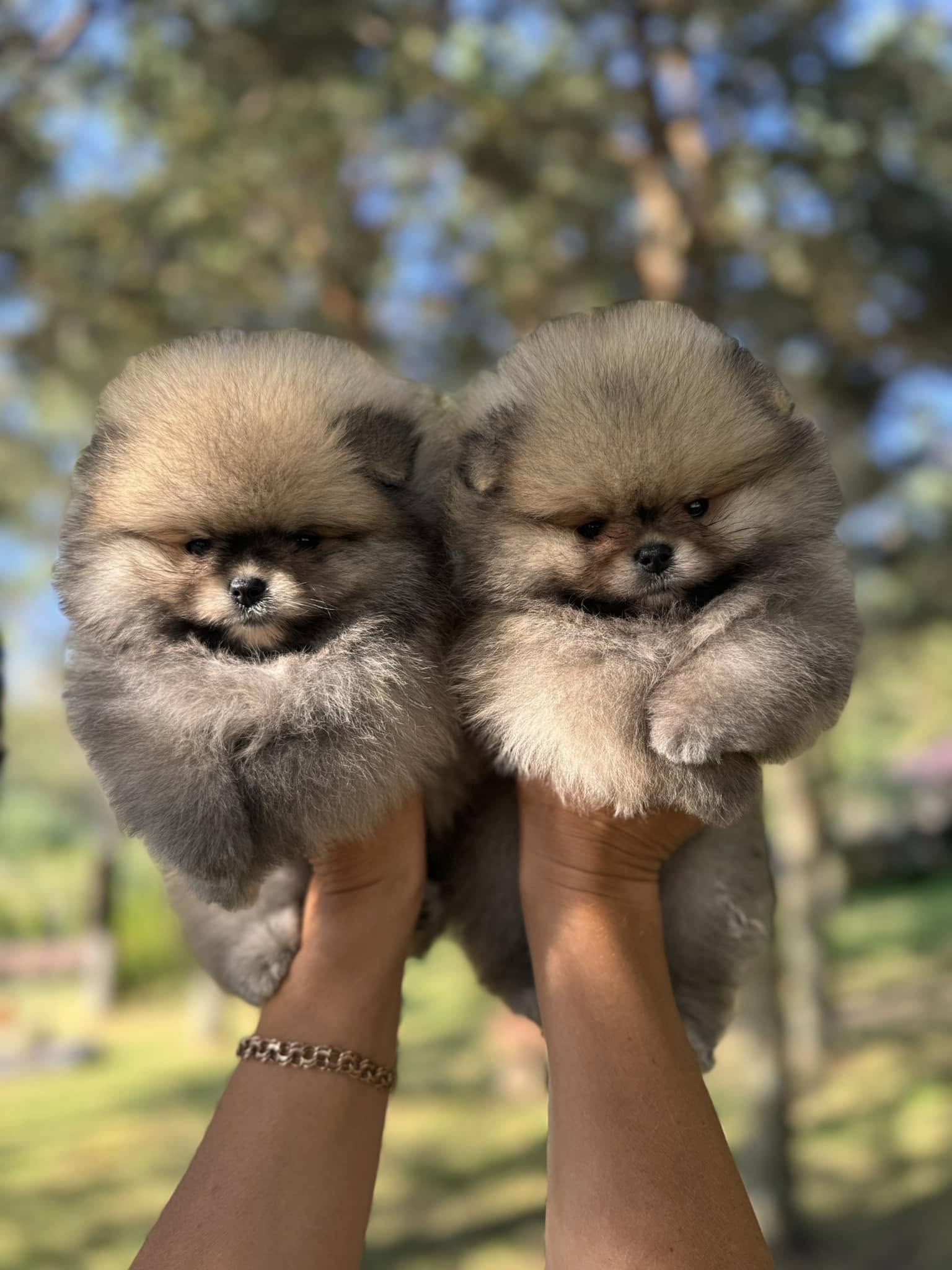 Jogos Terapija su Špicais (2025.12.20)