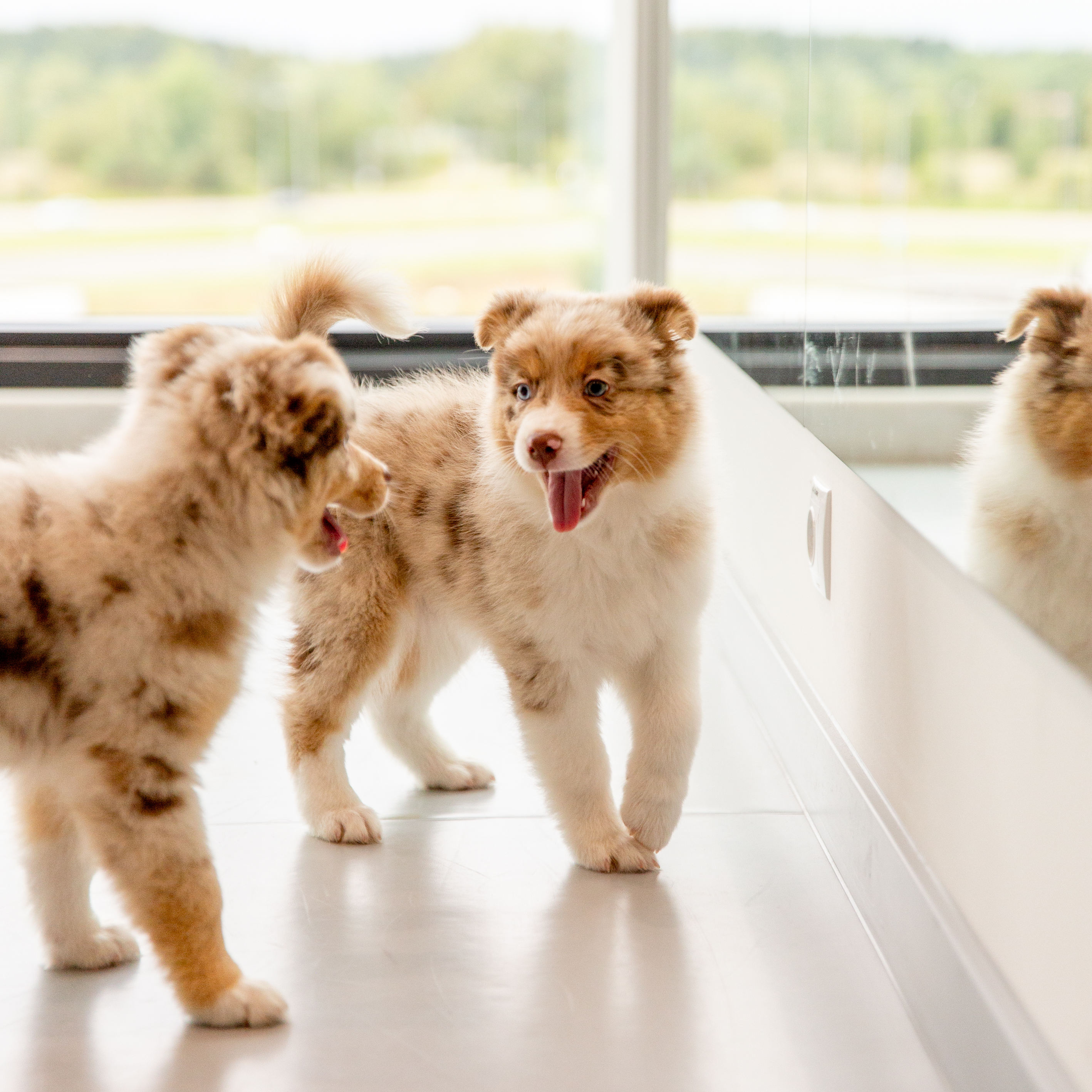 Jogos Terapija su Australų Aviganiais (2026.01.24)