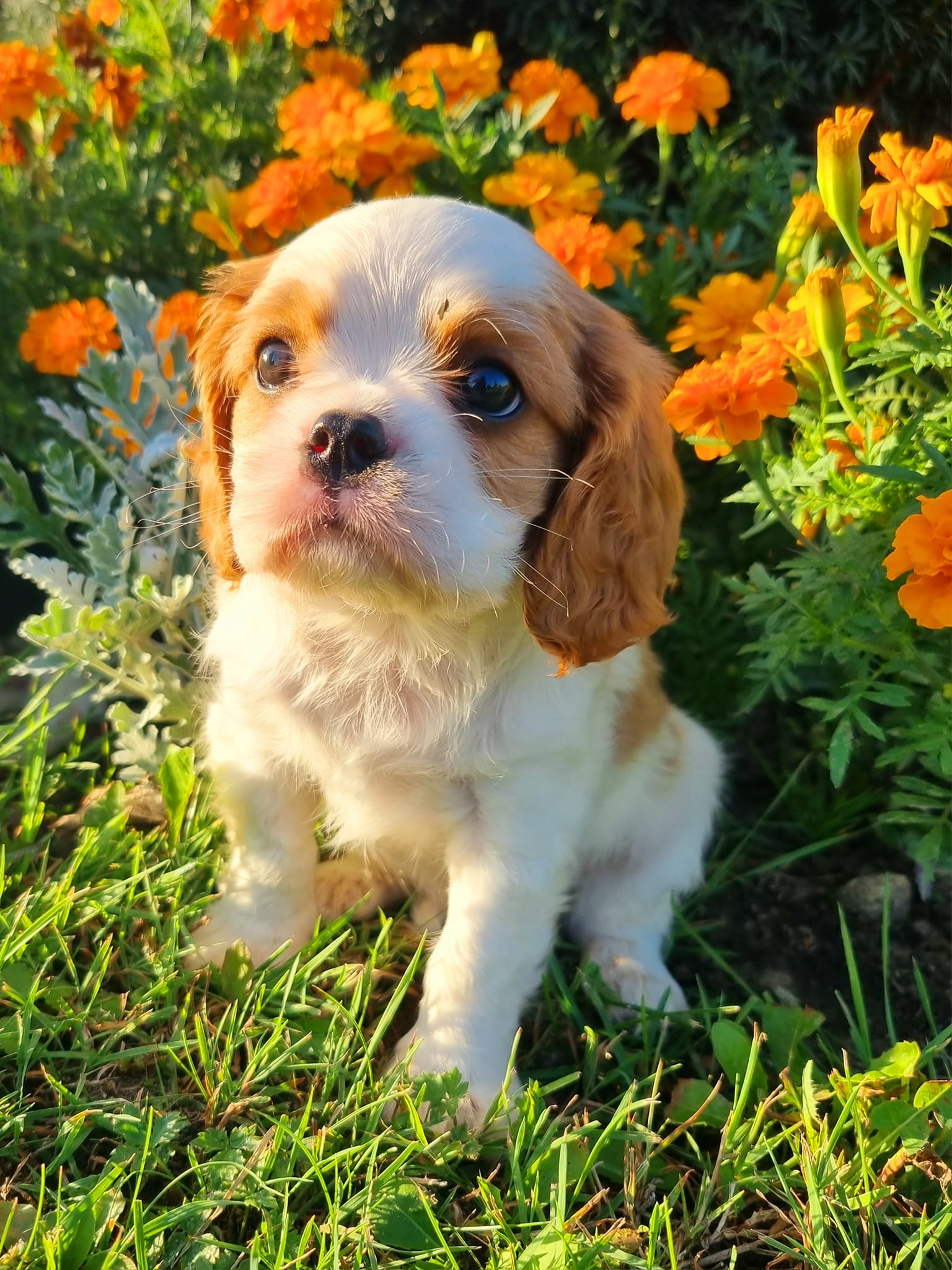 Jogos Terapija su Kavalieriaus Karaliaus Karolio Spanieliais (2026.04.25)