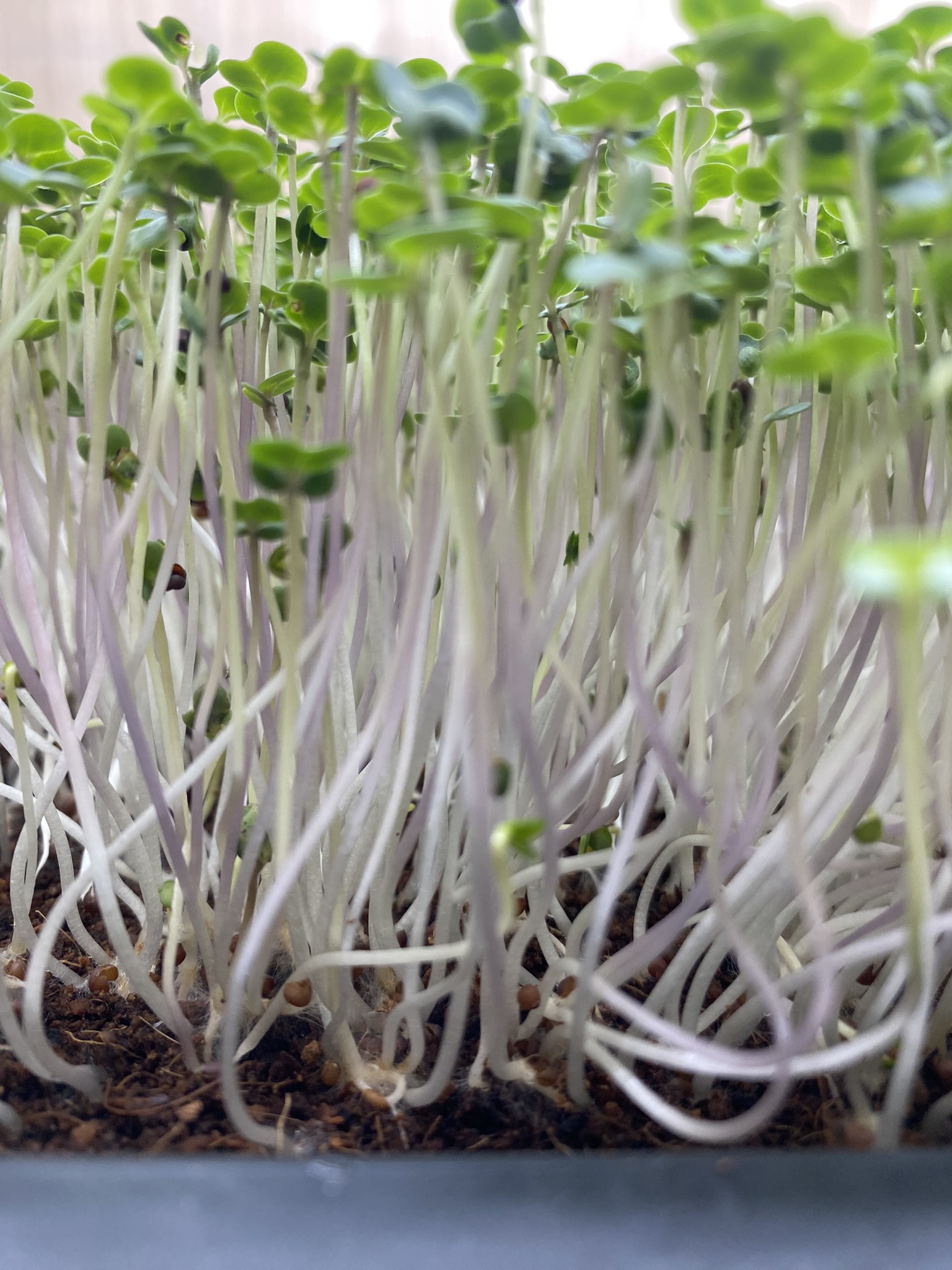 Broccoli Micro Greens (Live punnet)