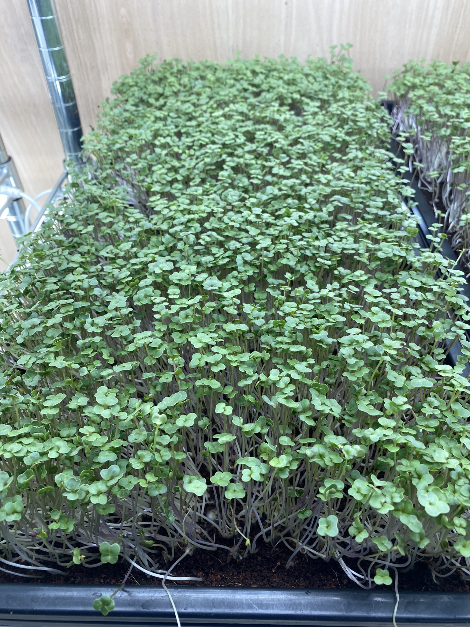 Broccoli Micro Greens (Live punnet)